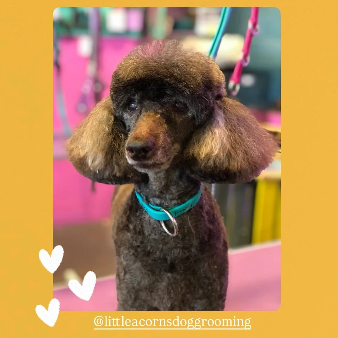 Little old lady Korra. 
💛Groom by Annie @littleacornsdoggrooming 💛
#doggroomingaustralia #melbournedoggrooming #melbournedogs #essendongrooming #essendondogs #essendondoggrooming #dogsofinstagram #dogs #dogstagram #dogsofinsta #groom #doggrooming