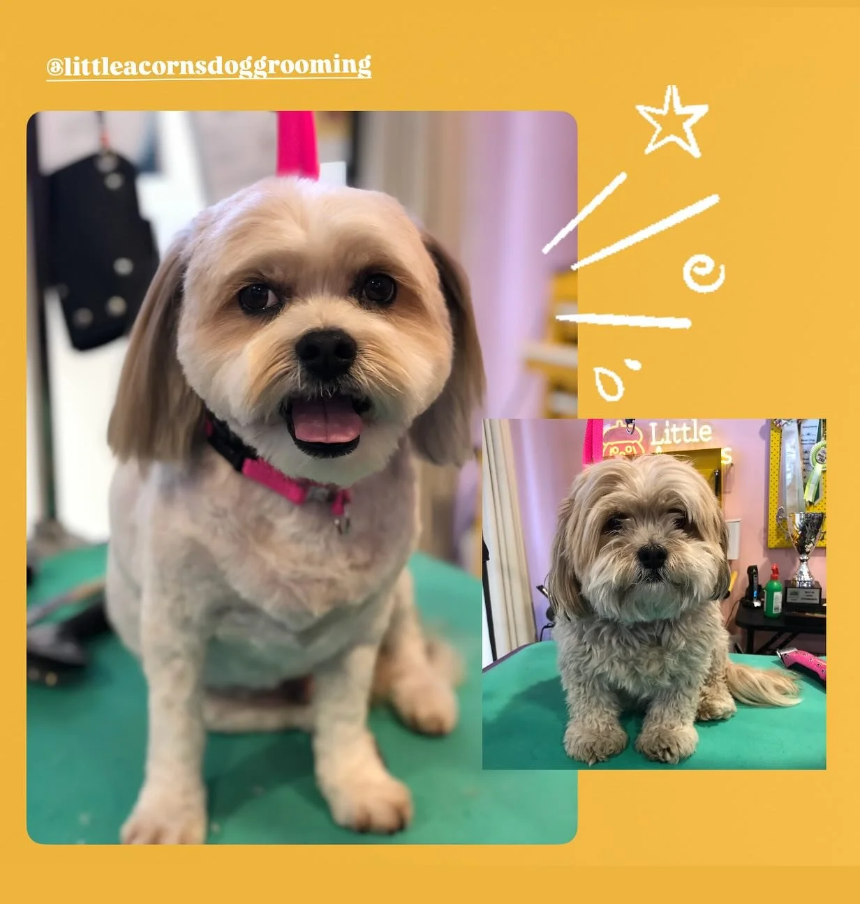 Annie is the queen of transformations. 
💛Groom by Annie @littleacornsdoggrooming 💛
#doggroomingaustralia #melbournedoggrooming #melbournedogs #essendongrooming #essendondogs #essendondoggrooming #dogsofinstagram #dogs #dogstagram #dogsofinsta #gro