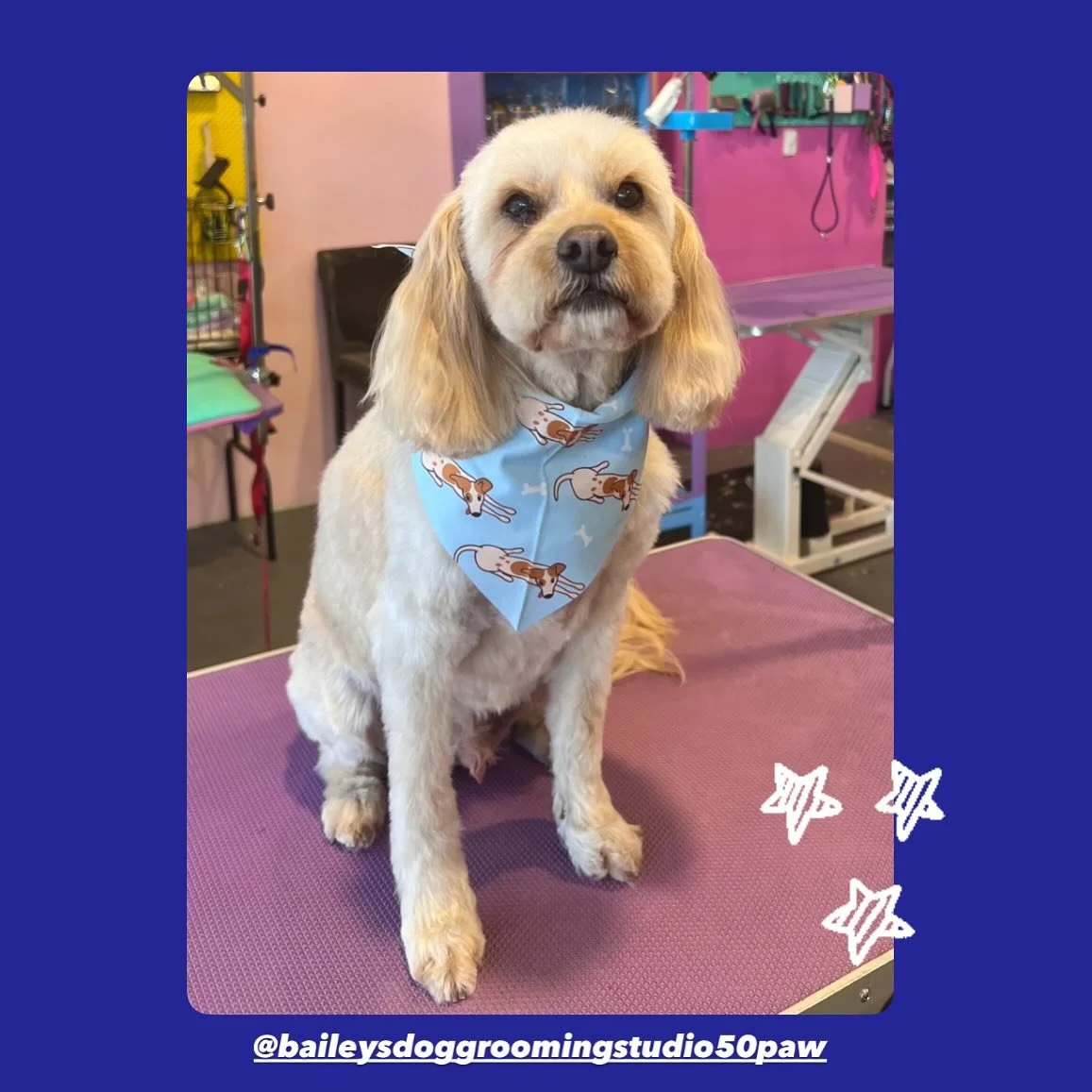 💙Groom by Bailey 💙
@baileysdoggroomingstudio50paw 
-
#doggroomingaustralia #melbournedoggrooming #melbournedogs #essendongrooming #essendondogs #essendondoggrooming #dogsofinstagram #dogs #dogstagram #dogsofinsta #groom #doggrooming #doggroomersofi
