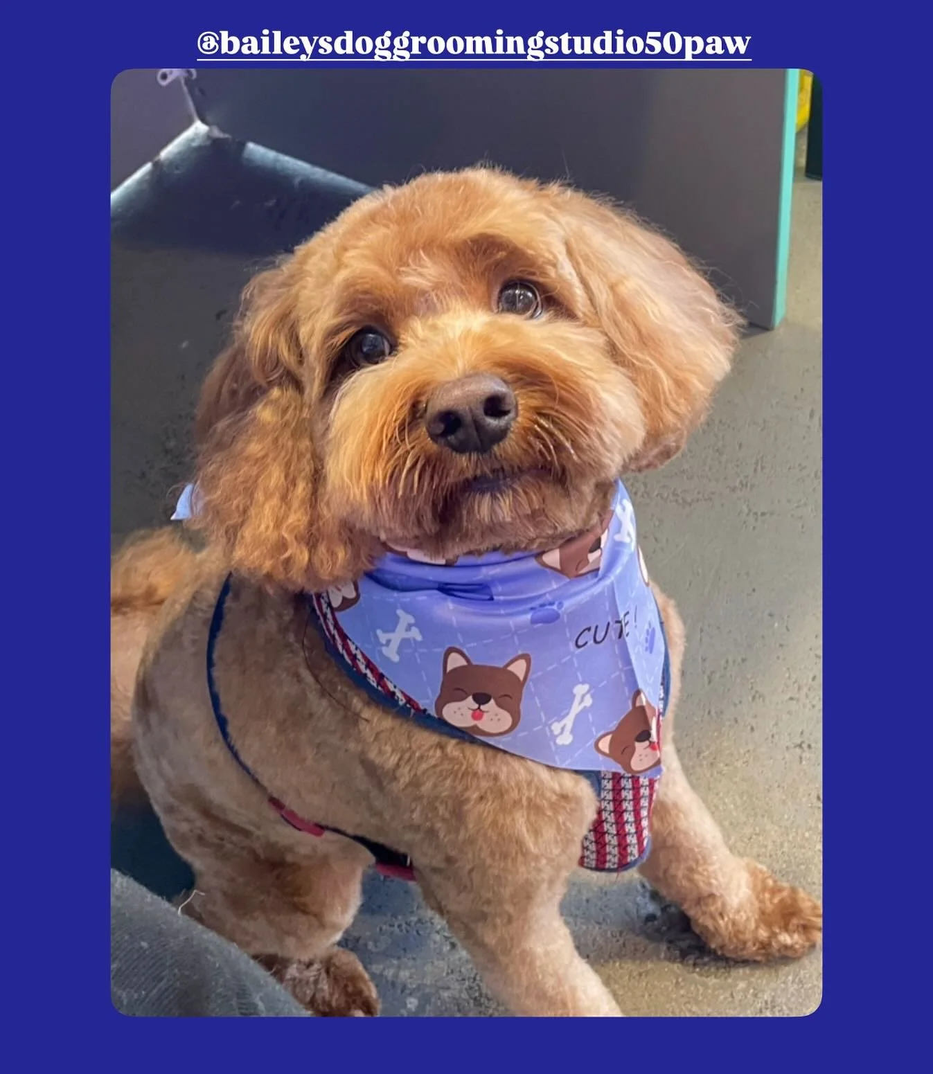 What ‘chu looking at? 😂
💙Groom by Bailey 💙
@baileysdoggroomingstudio50paw 
-
#doggroomingaustralia #melbournedoggrooming #melbournedogs #essendongrooming #essendondogs #essendondoggrooming #dogsofinstagram #dogs #dogstagram #dogsofinsta #gro
