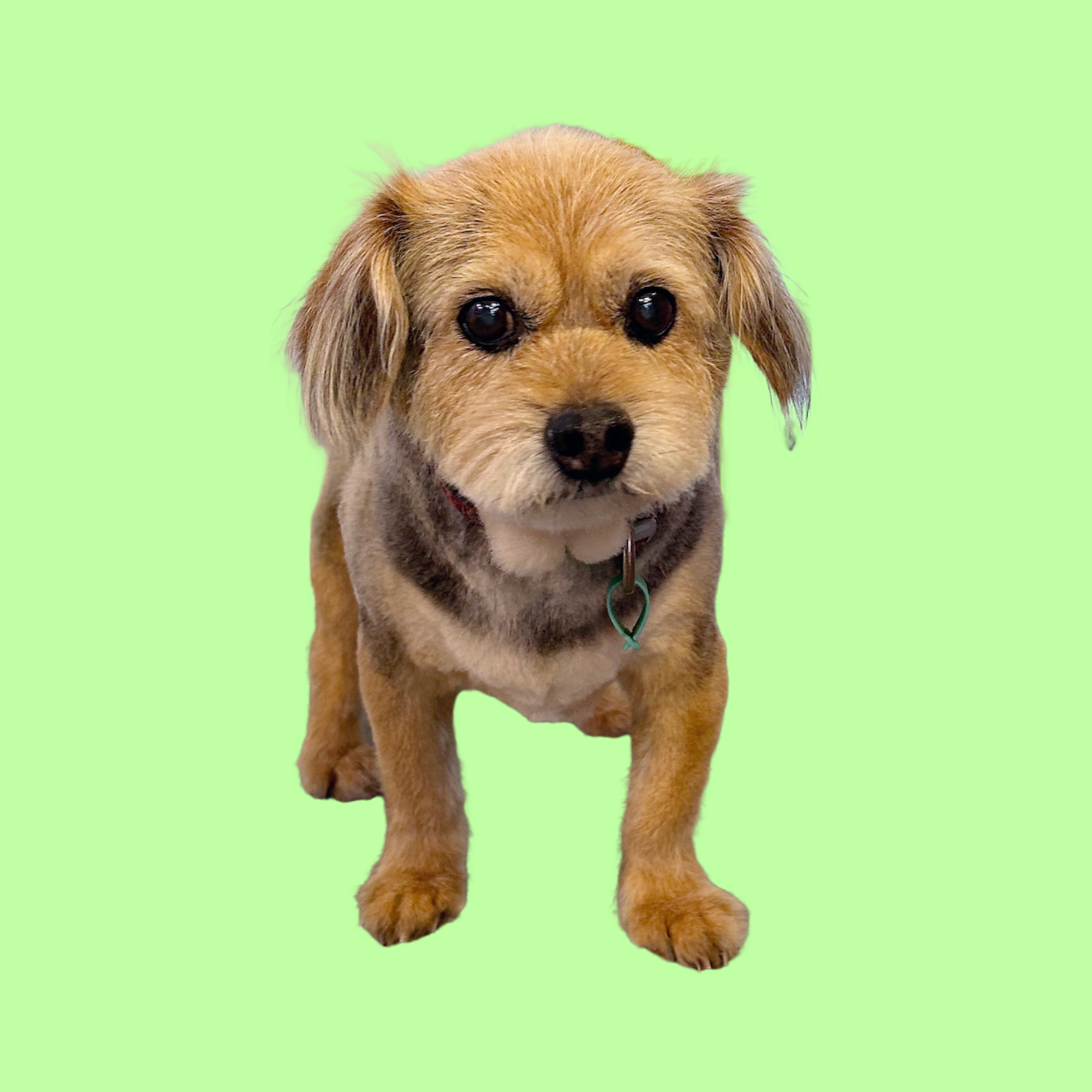 Comfort Grooms For Old/Sick Dogs