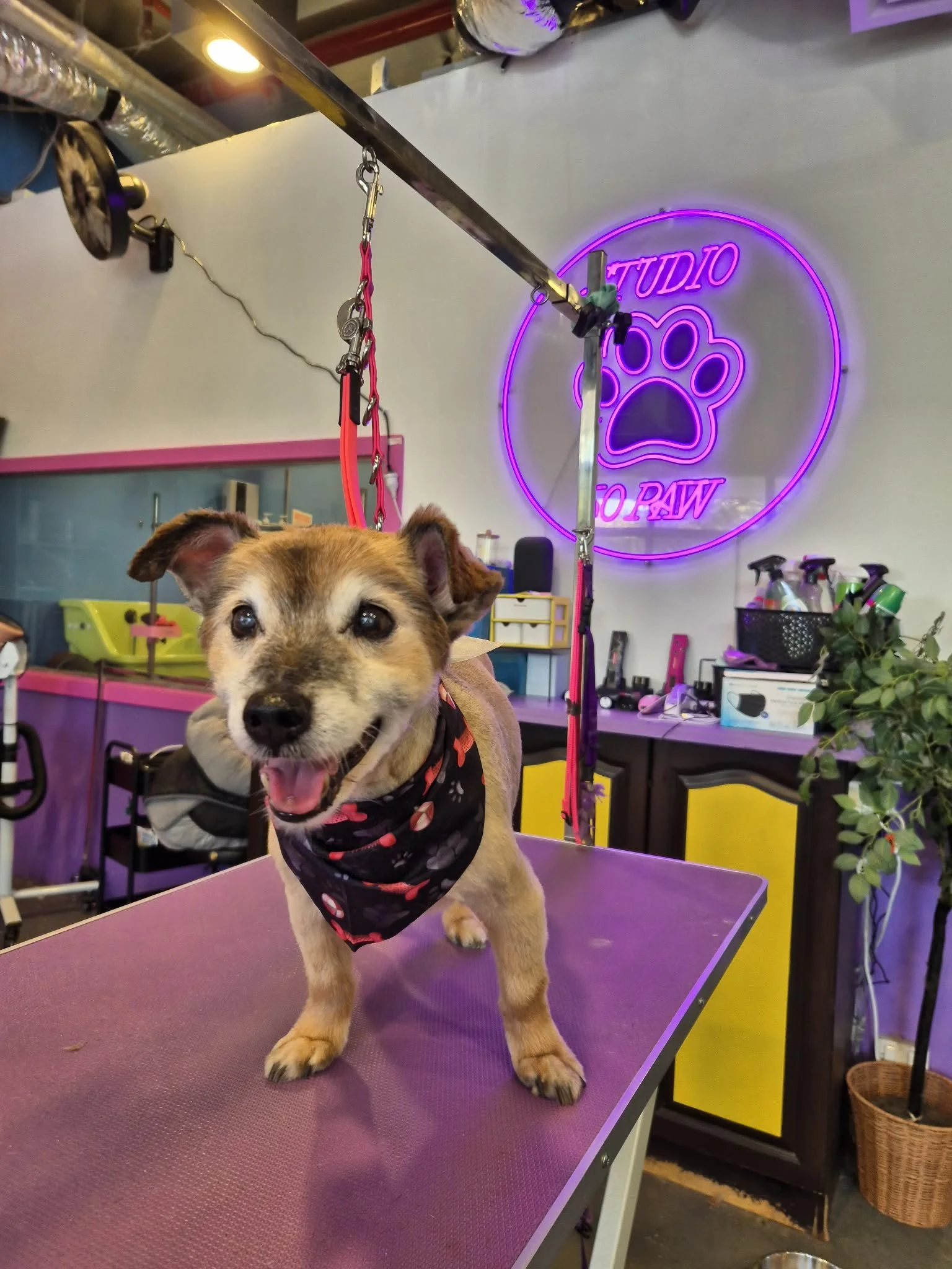A faded brown and red Pomeranian cross Jack Russel stands on a purple dog grooming table. The dog has a black bandana with orange on it tied around his neck. The background shows cabinets, a window, and a neon purple Studio 50 Paw light sign