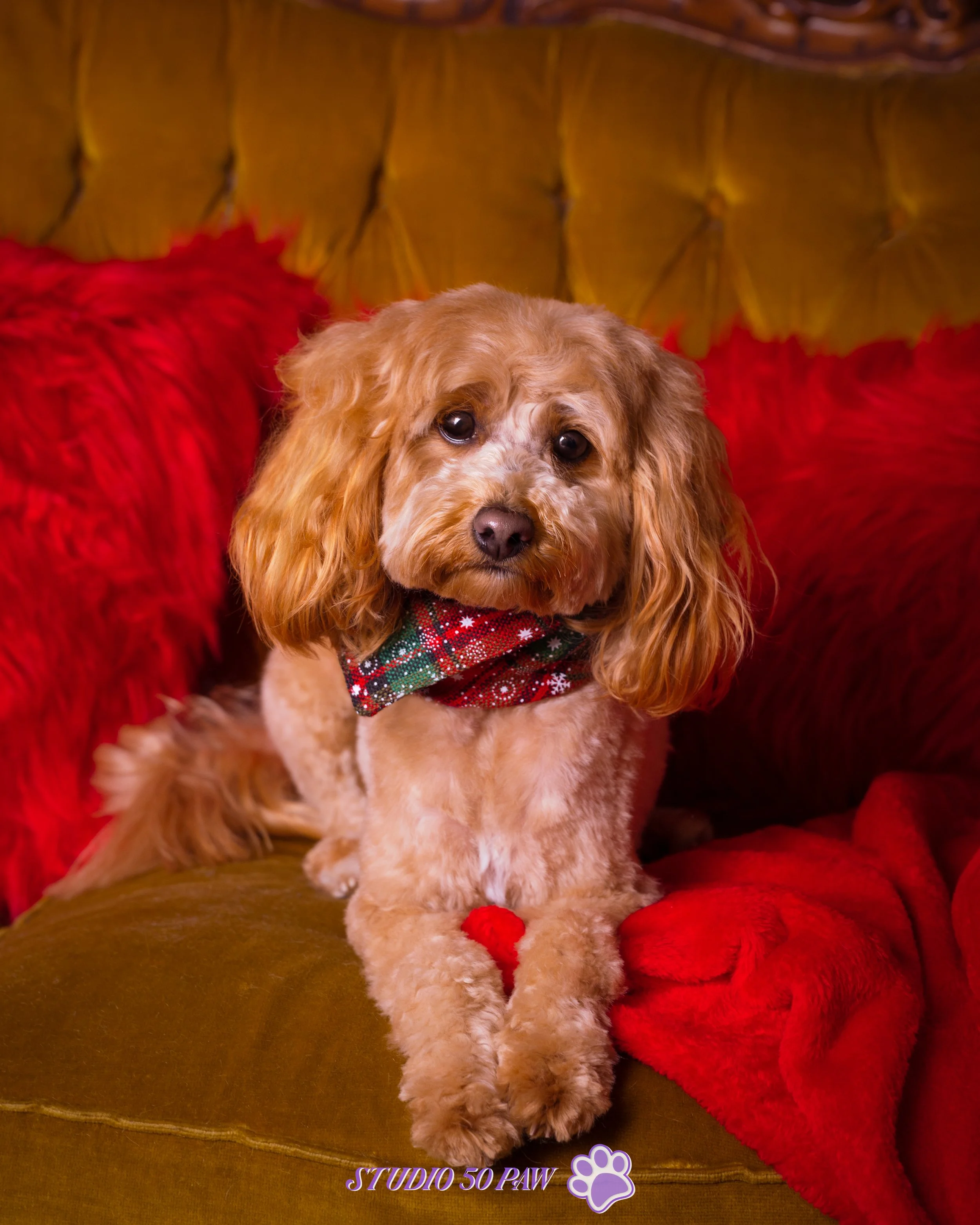 test dogs-3.jpg