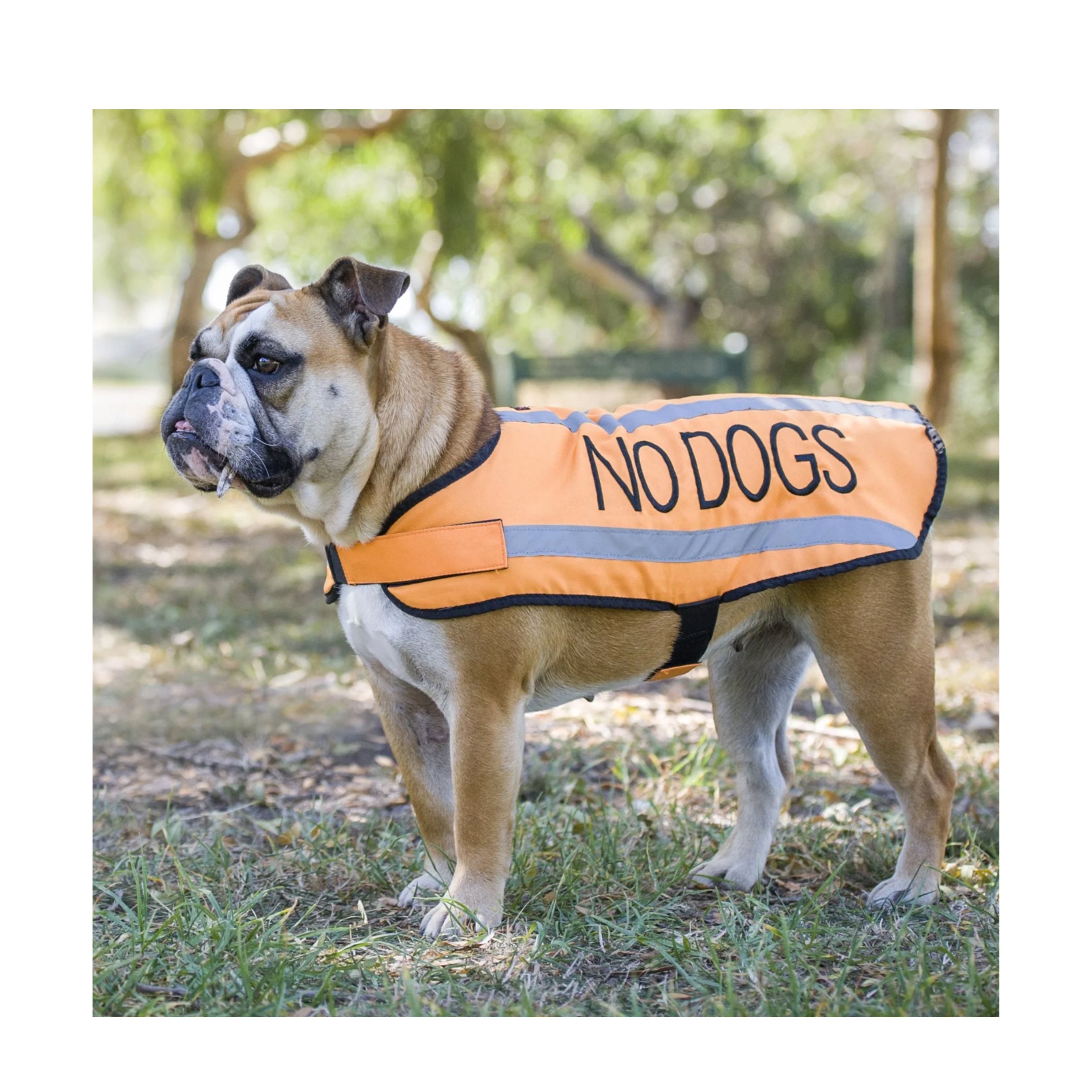 no dogss.jpg