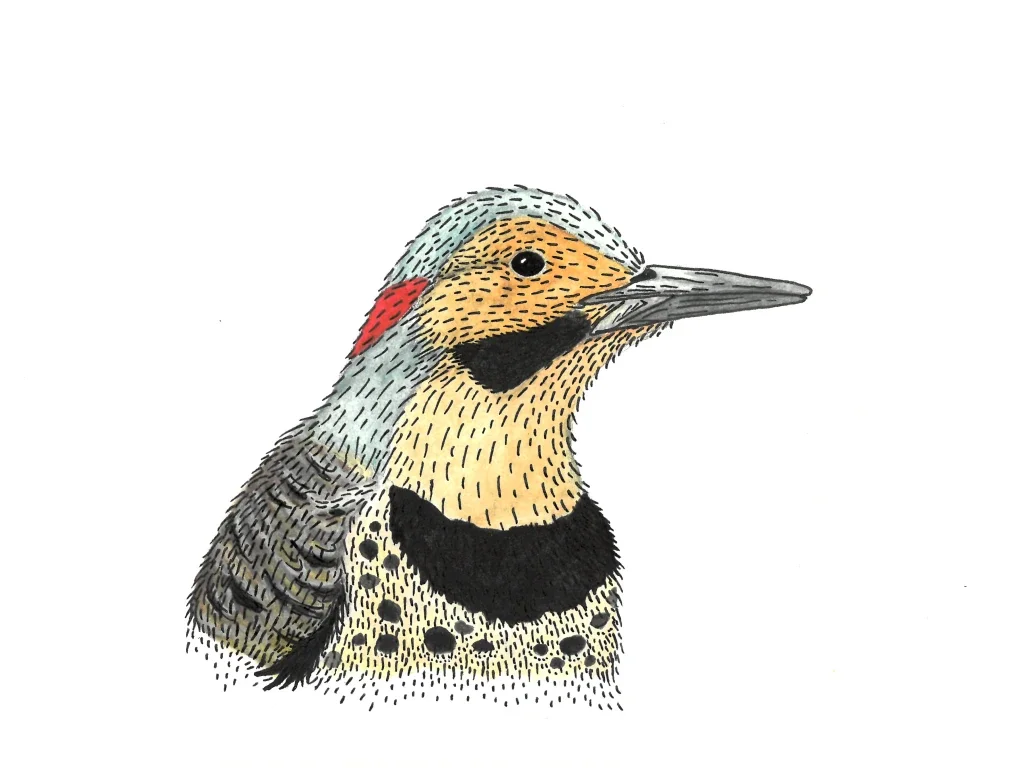 northern-flicker_edits_1.webp