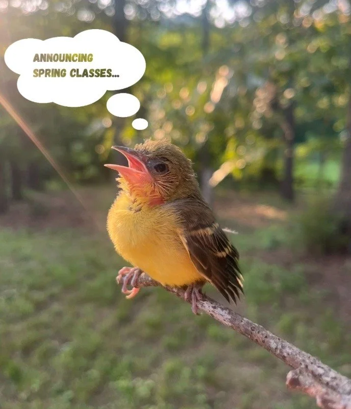 Spring ceramics classes are now LIVE! Link in bio! 🐦