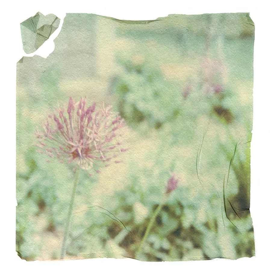 Allium emulsion lift.jpeg
