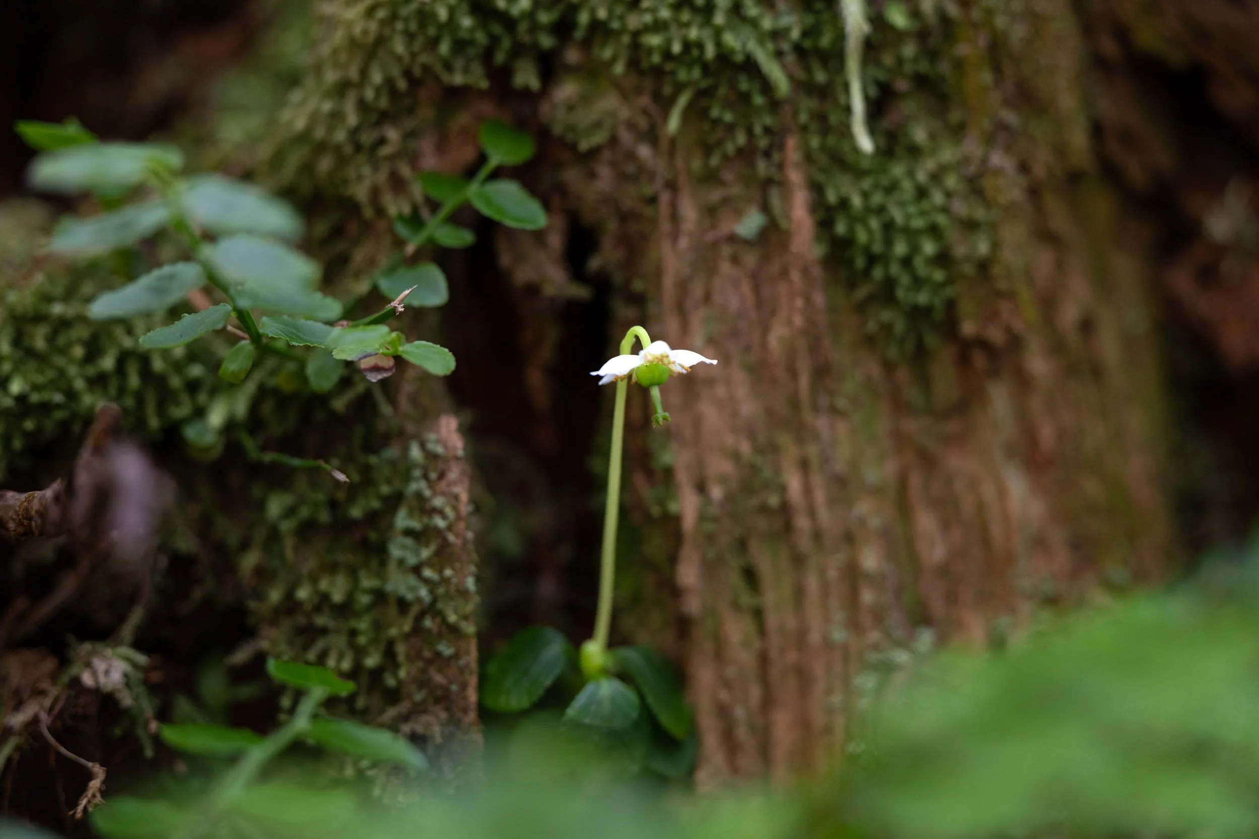 single delight flower in the forest