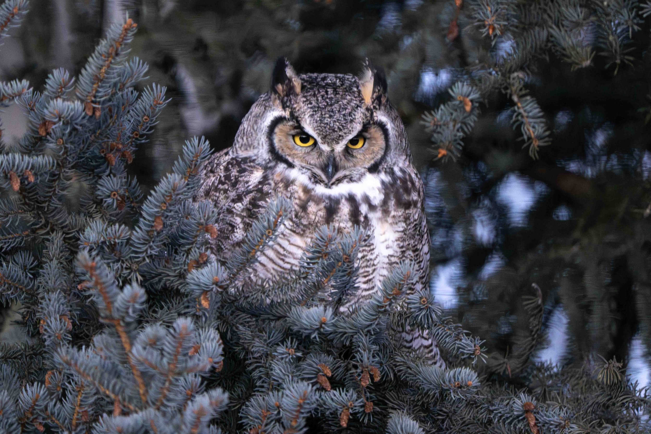 Great Horned Owl roosting in an evergreen tree