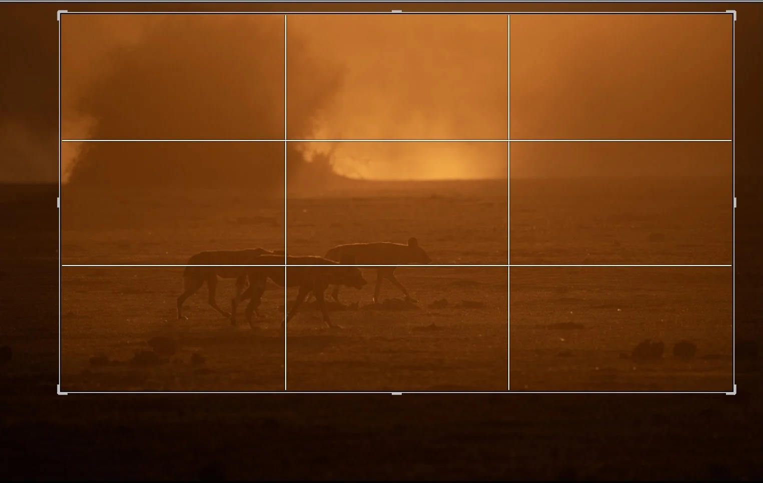 wild dogs at sunset image with crop grid outlined