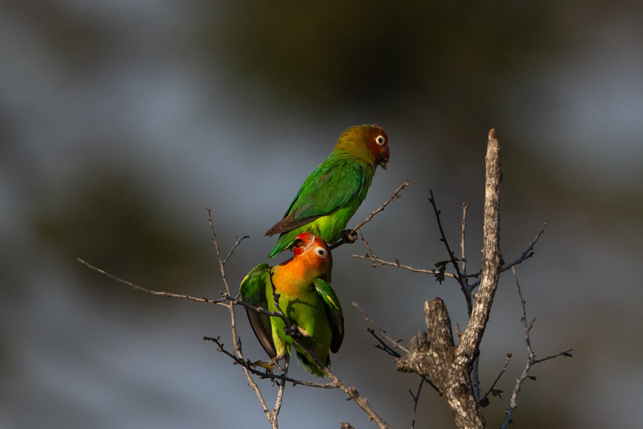 zambia - June 08 - IMG_00010-2.jpg