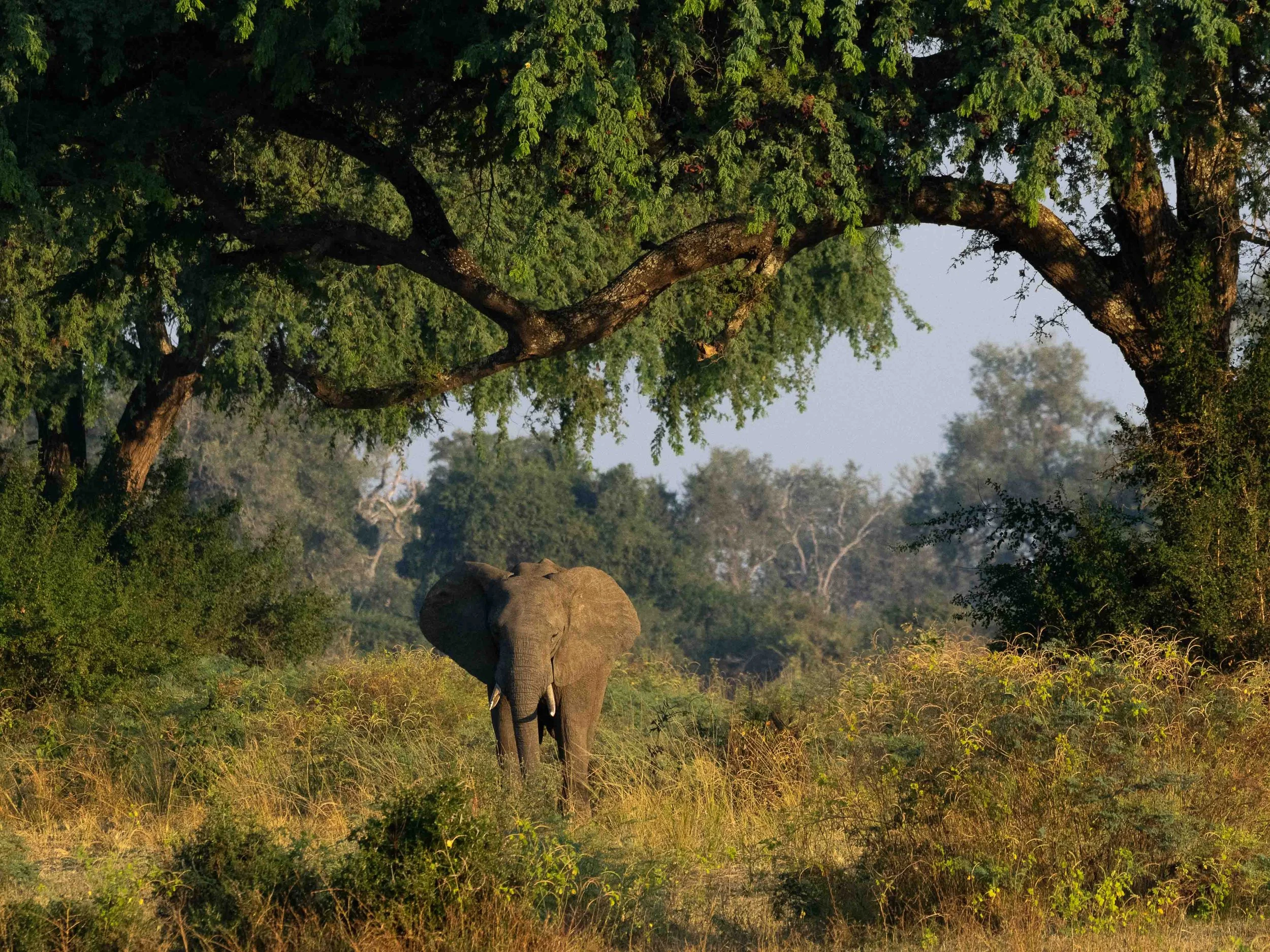 zambia - June 08 - IMG_00023.jpg