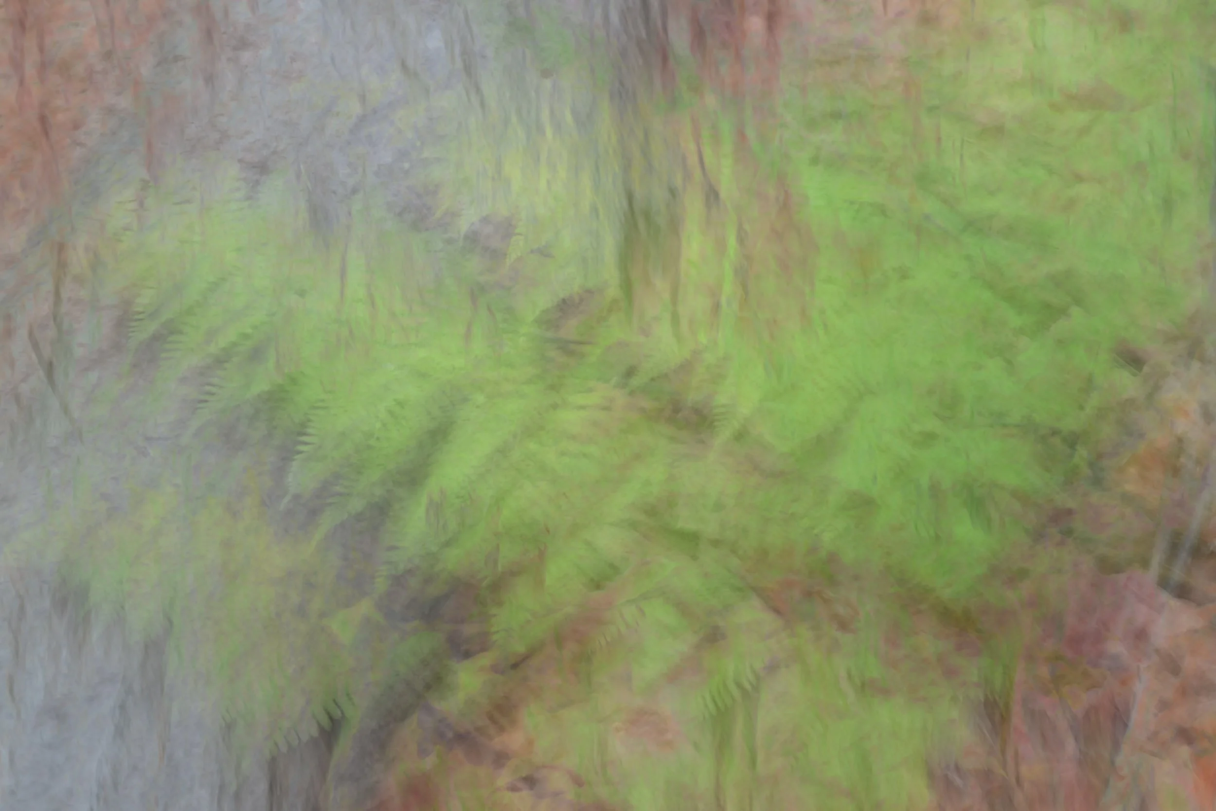 multiple exposure ICM of a group of ferns in a forest