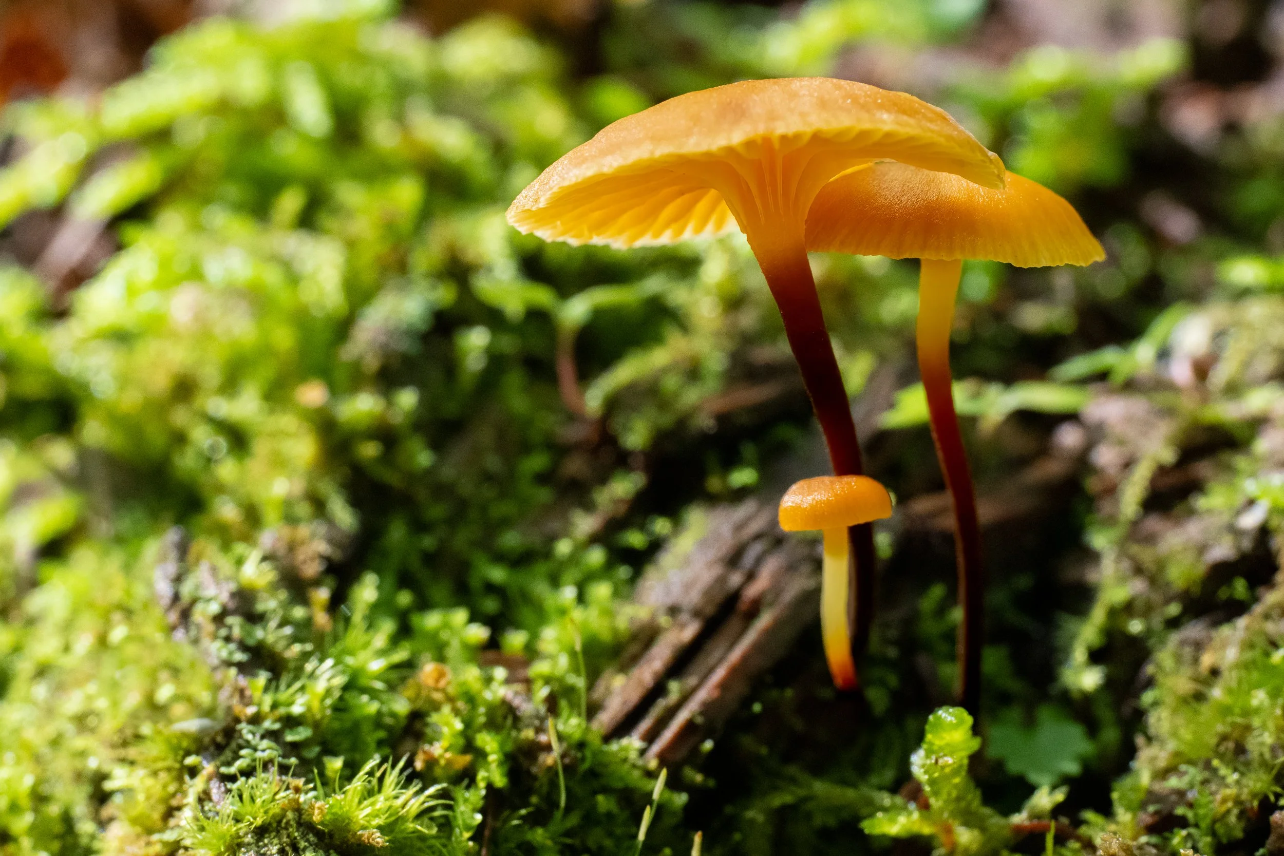 macro image of a group of mycena mushrooms