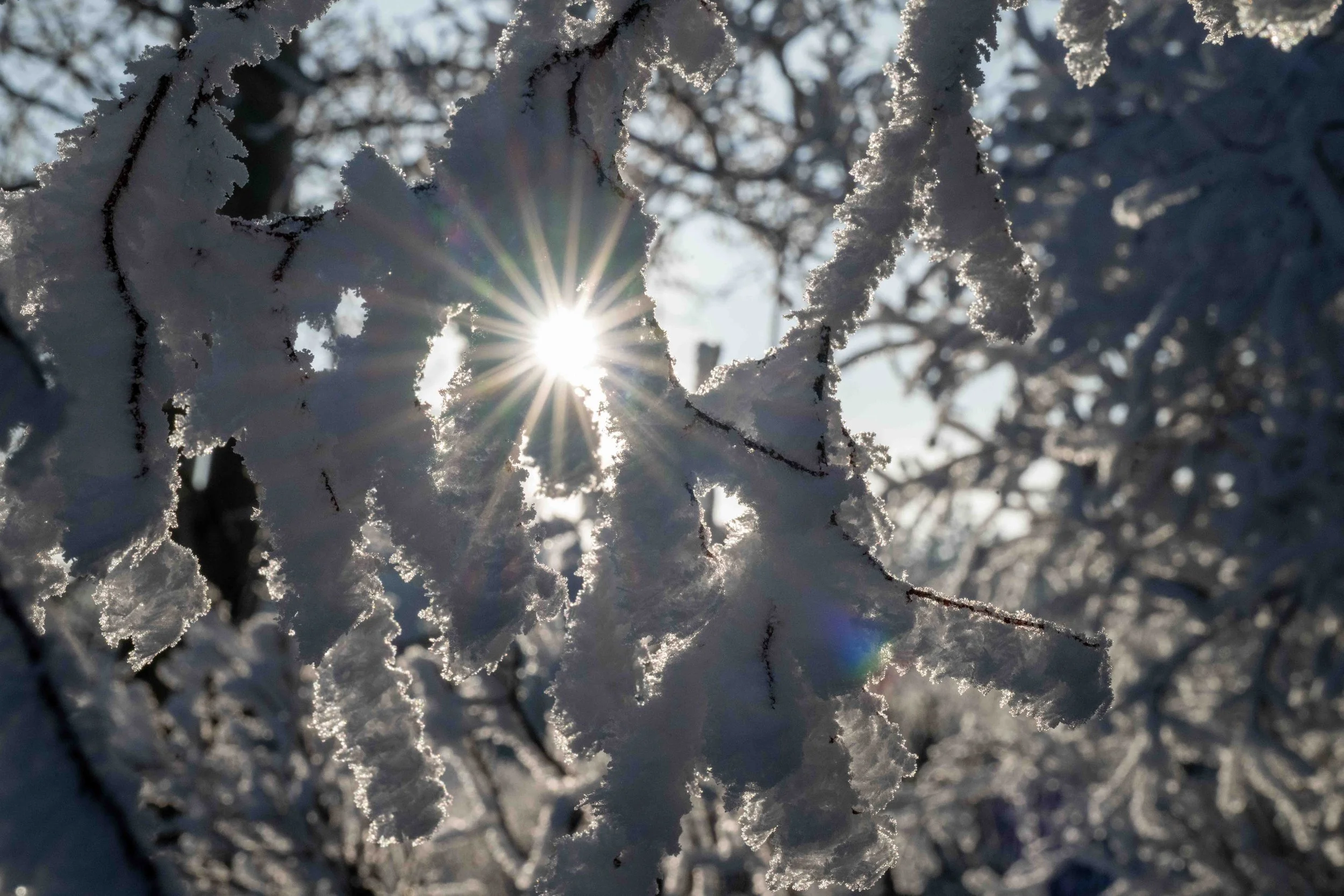 starburst amongst the hoar frost on trees
