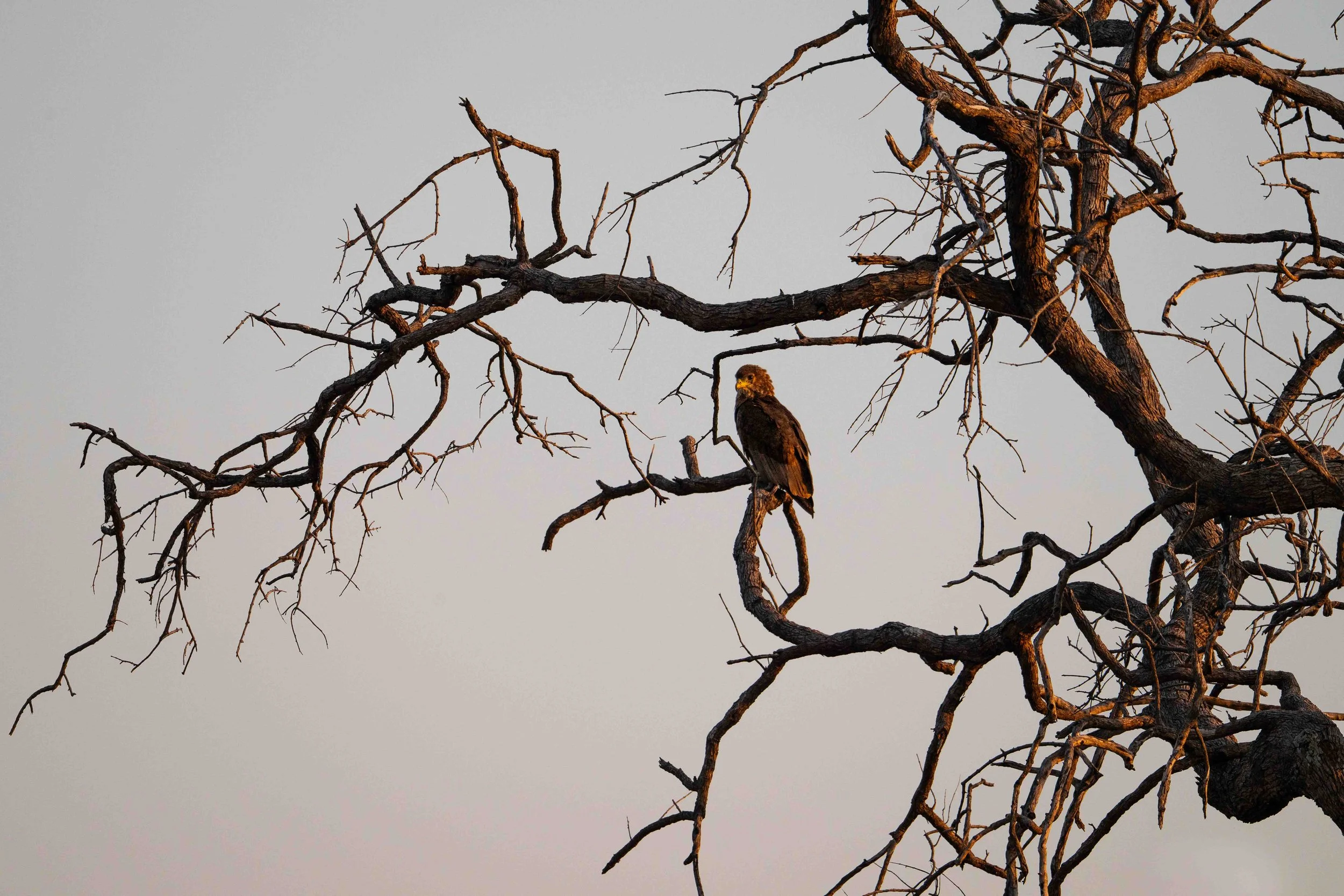 zambia - June 08 - IMG_00010.jpg