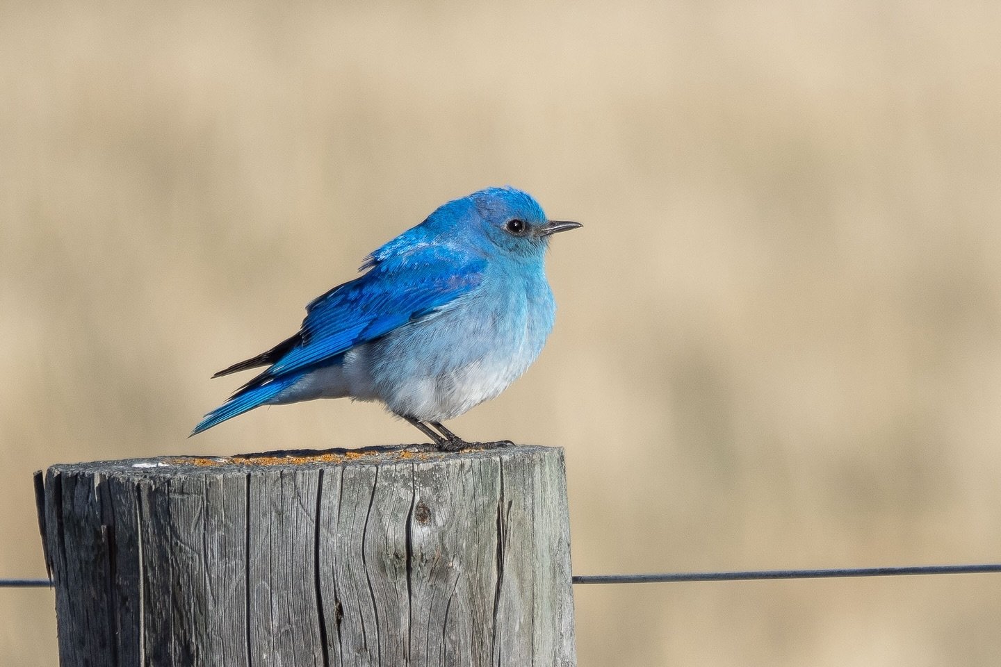 It&rsquo;s that time of year again - mountain bluebirds are busy building nests.
.
#mountainbluebird #nestboxmonitoring