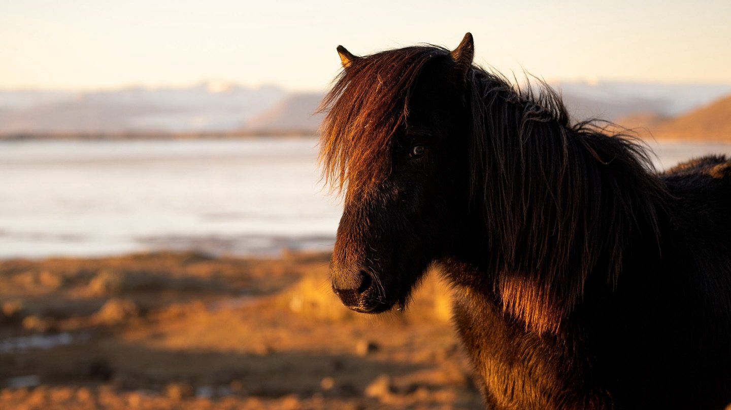 Icelandic horses seem to capture the sun&rsquo;s rays in their manes - such beautiful animals.
.
#iceland #icelandichorses
