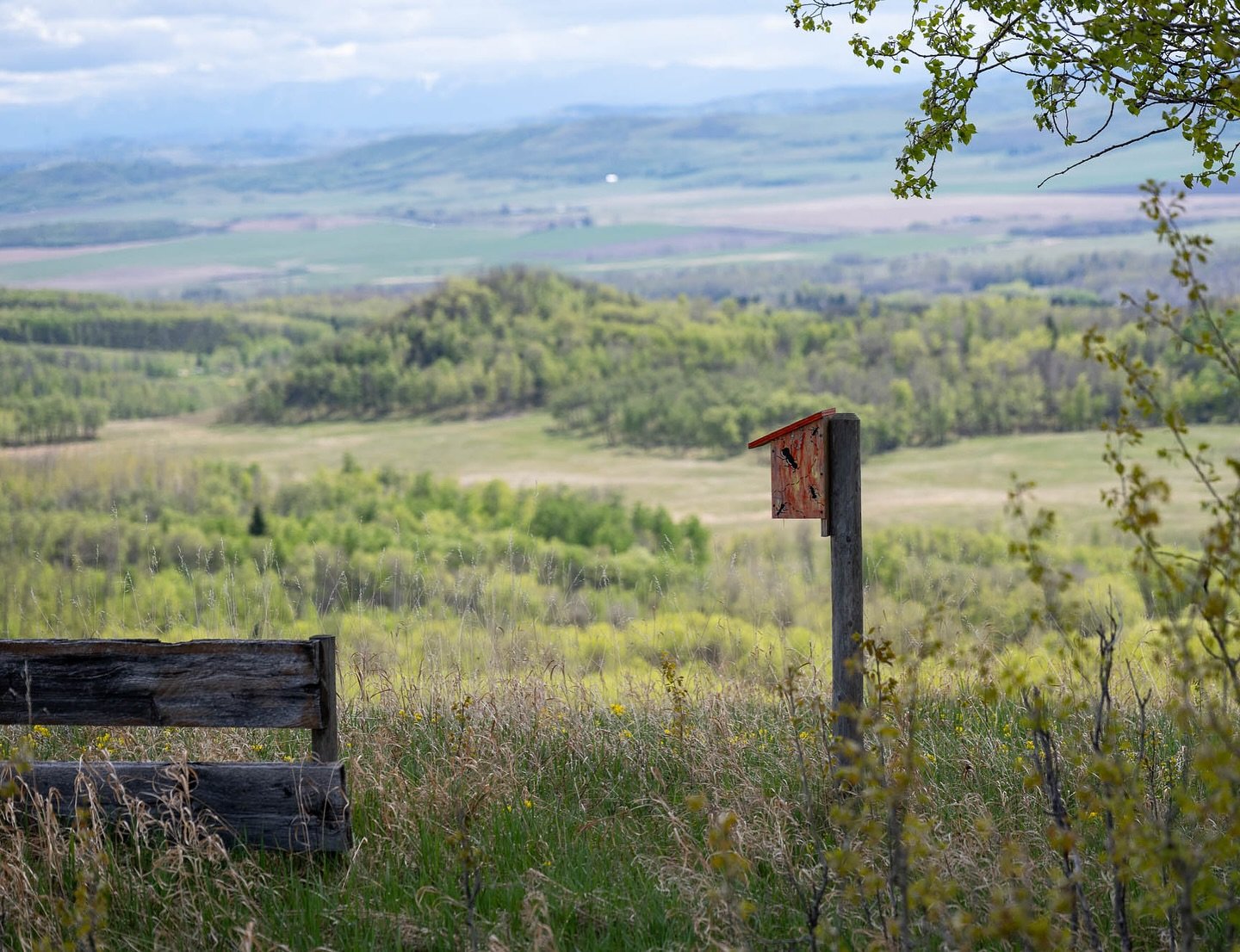 What a setting for a bluebird nestbox. #nestboxmonitoring #mountainbluebirds #leightonartcentre