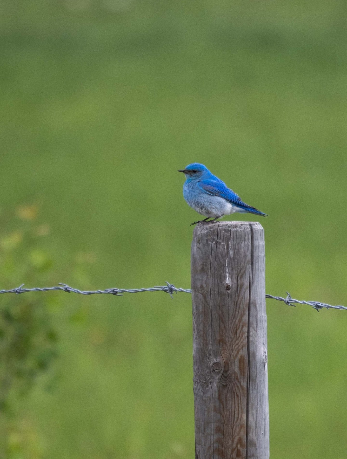 This week&rsquo;s blog post is about these beautiful birds and nestbox monitoring - the link to the post is in my bio so please head over and have a read.  #mountainbluebird #canms #blogpost #canadabird  #migratorybirds #birdnesting #sheclicksnet