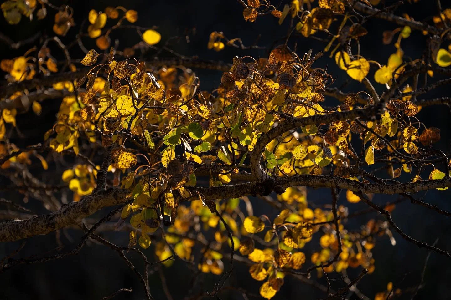 Autumn colours, reflections and taking a break.  Link to post is in my bio #blogpost #autum #seasonalchanges #sheclicksnet