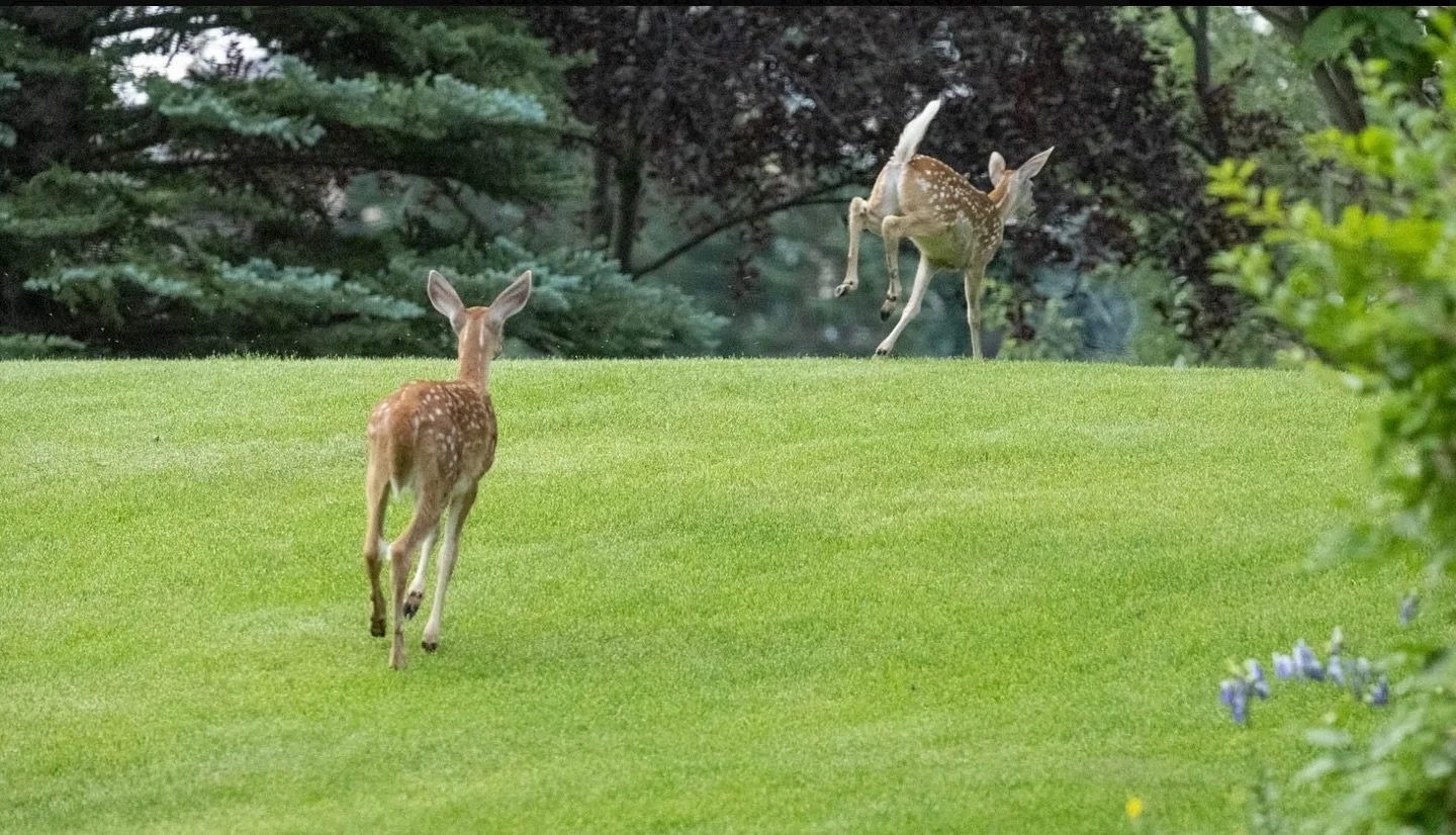 This week&rsquo;s blog post is about Hope (see the link in my bio to read it) - as in I hope that these fawns would show me more than their fleeing backsides 😂