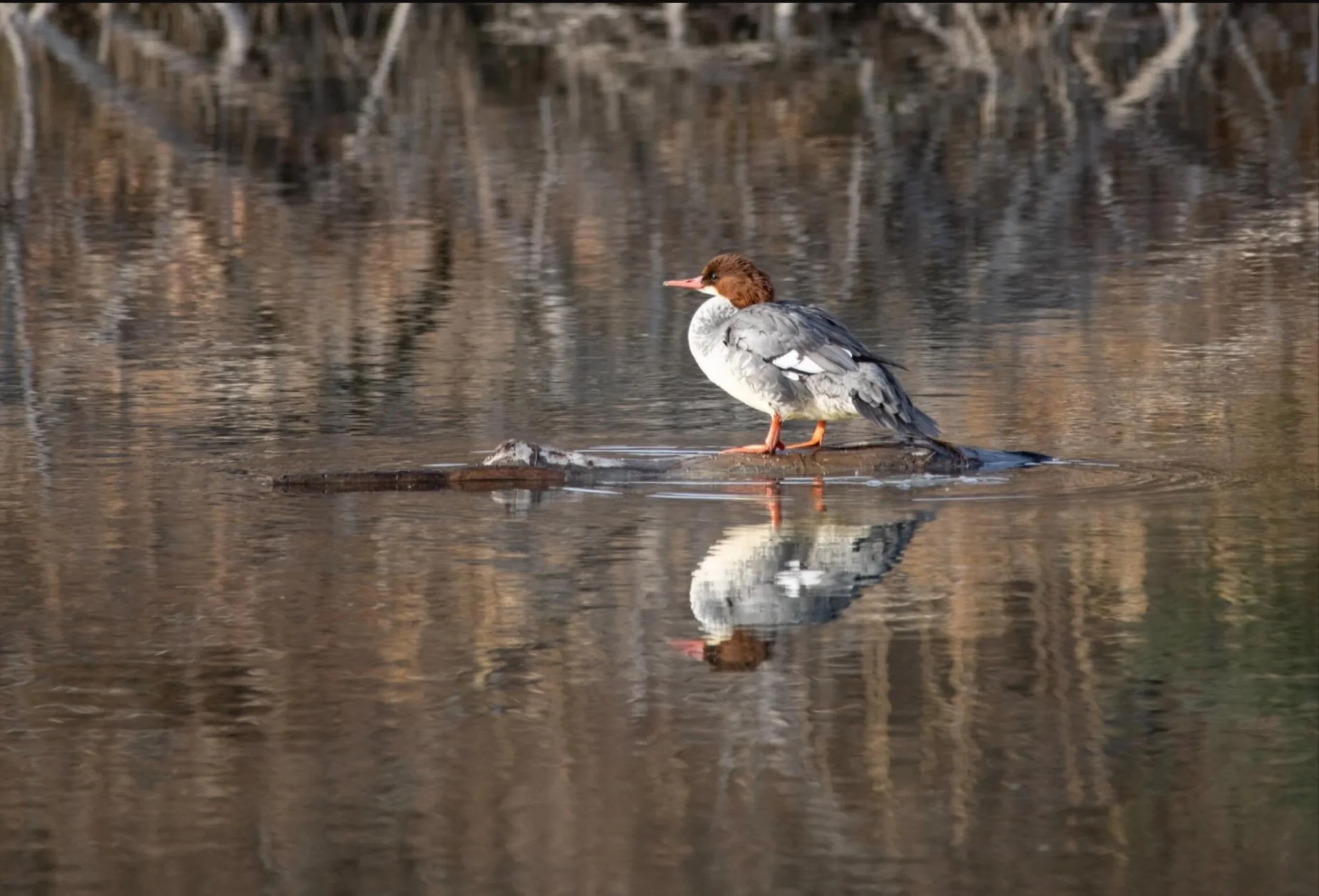 This week&rsquo;s blog post is about boundaries and the link is in my bio.  Such a challenging topic and yet so interesting when I started digging into my thoughts.  I hope you&rsquo;ll take a moment to check it out.  #blogpost #boundaries #sheclicks