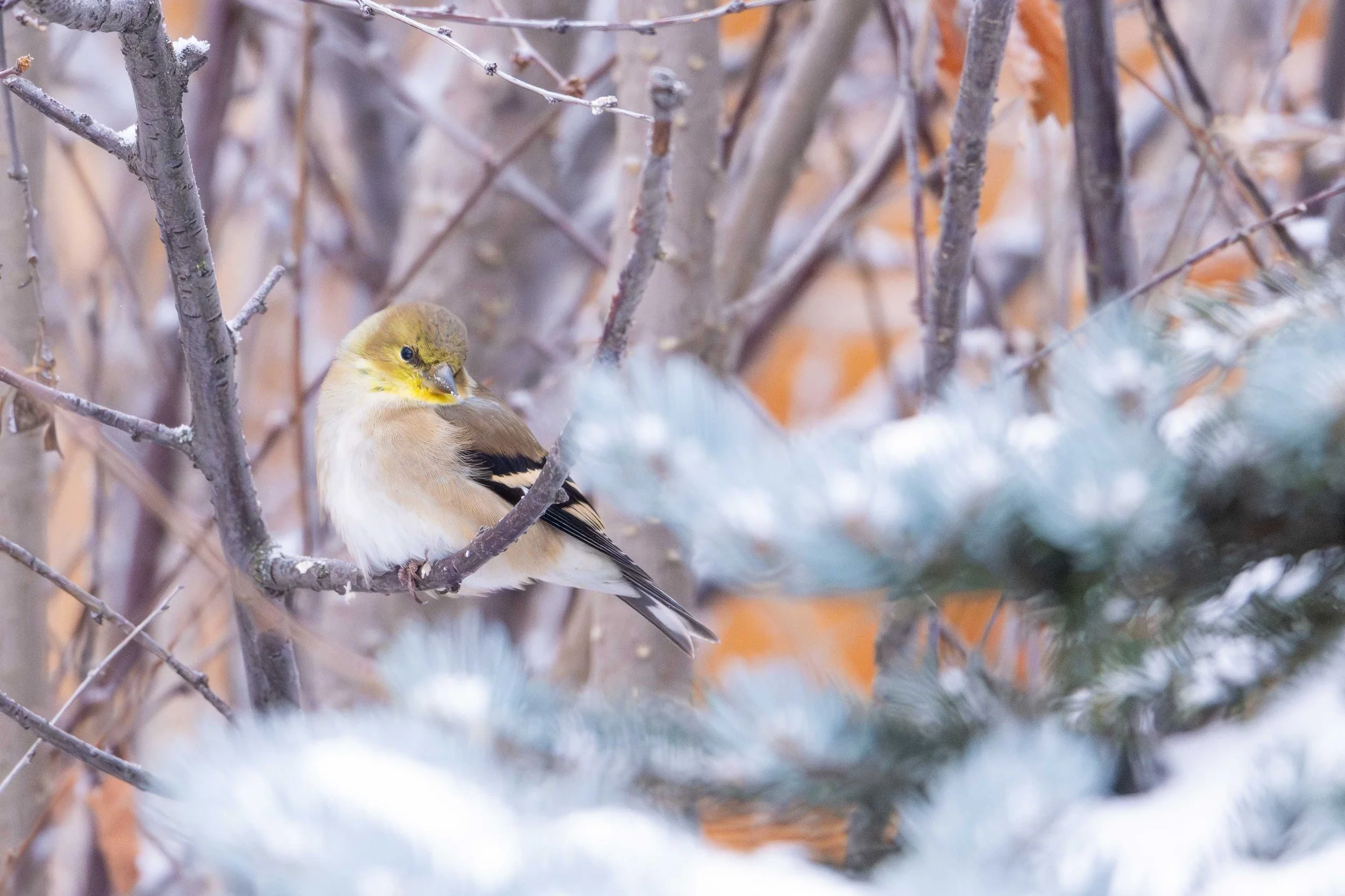 wildlife - December 22 - IMG_00017.jpg