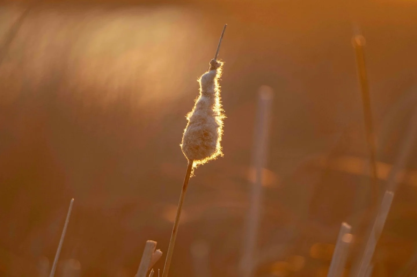 This week&rsquo;s blog post is about finding peace and the link is in my bio.  Many people&rsquo;s lives are touched by dementia than ever before - family members or friends/acquaintances and as difficult and challenging as it is - I have made peace 