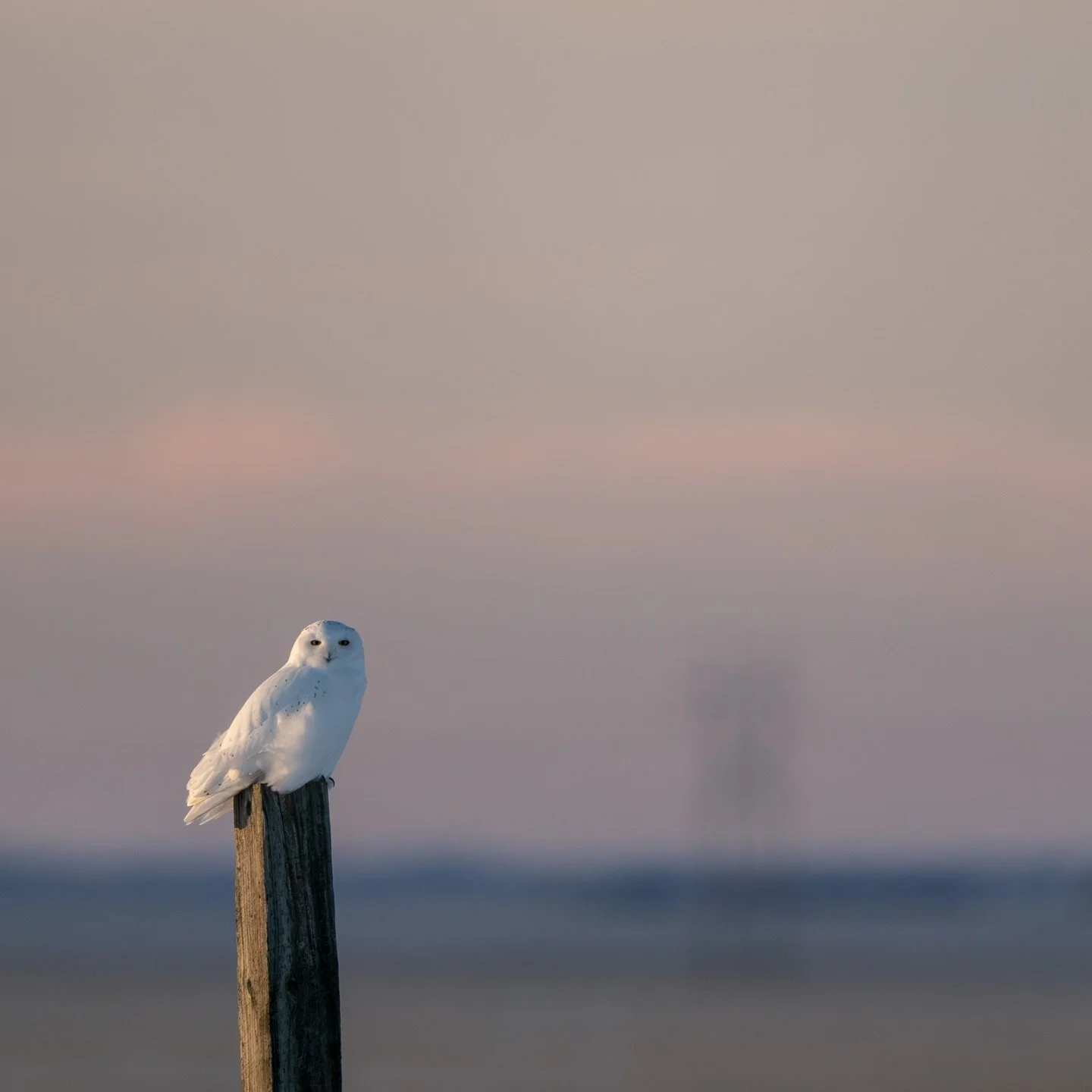 Some snowy owl photos from my recent trip - more are in the gallery on my website (link in my bio). #snowyowl #owlphotography