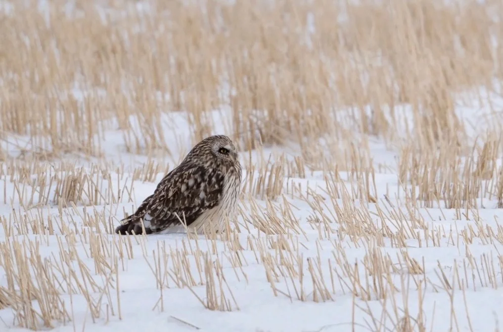 This week&rsquo;s blog post is live and all about the feels - head to the link in my bio to check it out.  Also I&rsquo;ve update galleries and resource page on my website - so go have a look and let me know what you think.  #blogpost #singingbowls #