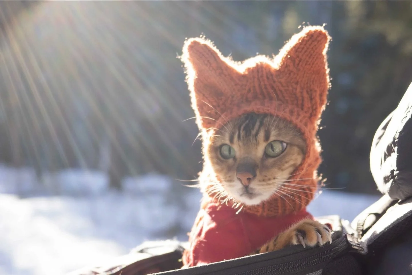 I don&rsquo;t often post images of my cat on this account, but this week&rsquo;s blog post is about AI use in photography and AI generated images&rsquo; impact on creatives, so I thought it was appropriate to include Roxy in the conversation - head t