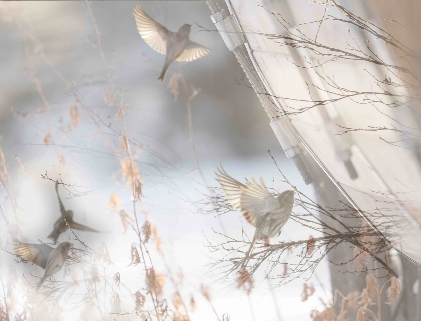 I love the ethereal feel of this image which is a composite of 3 images.  It is a bit whimsical much like this week&rsquo;s blog post (the link is in my bio - so please head over and have a read). #blogpost #whimsical #sheclicksnet