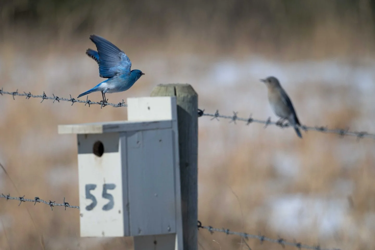 They&rsquo;re back!!!!!! This week&rsquo;s blog post is a sure sign of the return of spring - the mountain bluebirds have returned and in fact I wrote about it in this week&rsquo;s blog post.  Head to the link in my bio to have a read.  #blogpost #mo