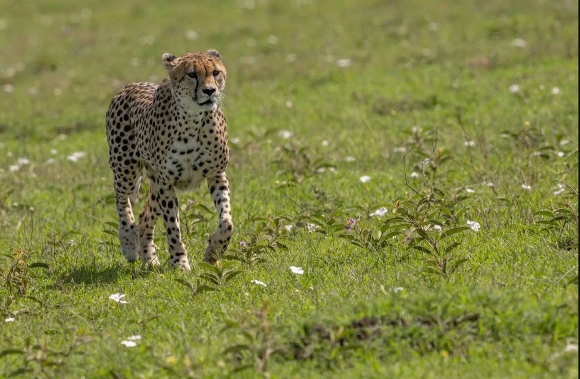 Today&rsquo;s blog post takes me back to Kenya and the amazing sights we experienced on our safari - can&rsquo;t wait for the next one.  Link to the post is in my bio.  #blogpost #kenyasafari #wildlifephotography #sheclicksnet