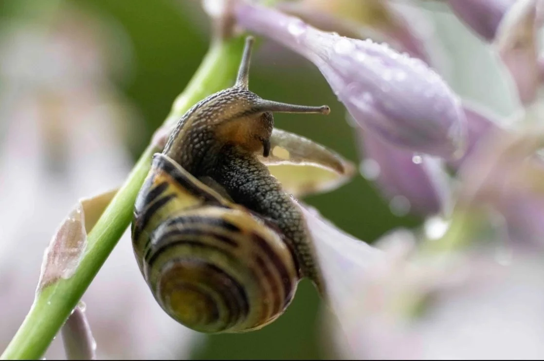 This week&rsquo;s blog post might benefit from us slowing down to a snail&rsquo;s pace to read it 😁 head on over to the link in my bio to read this week&rsquo;s blog post.
#blogpost #blog #focusedattention #sheclicksnet
