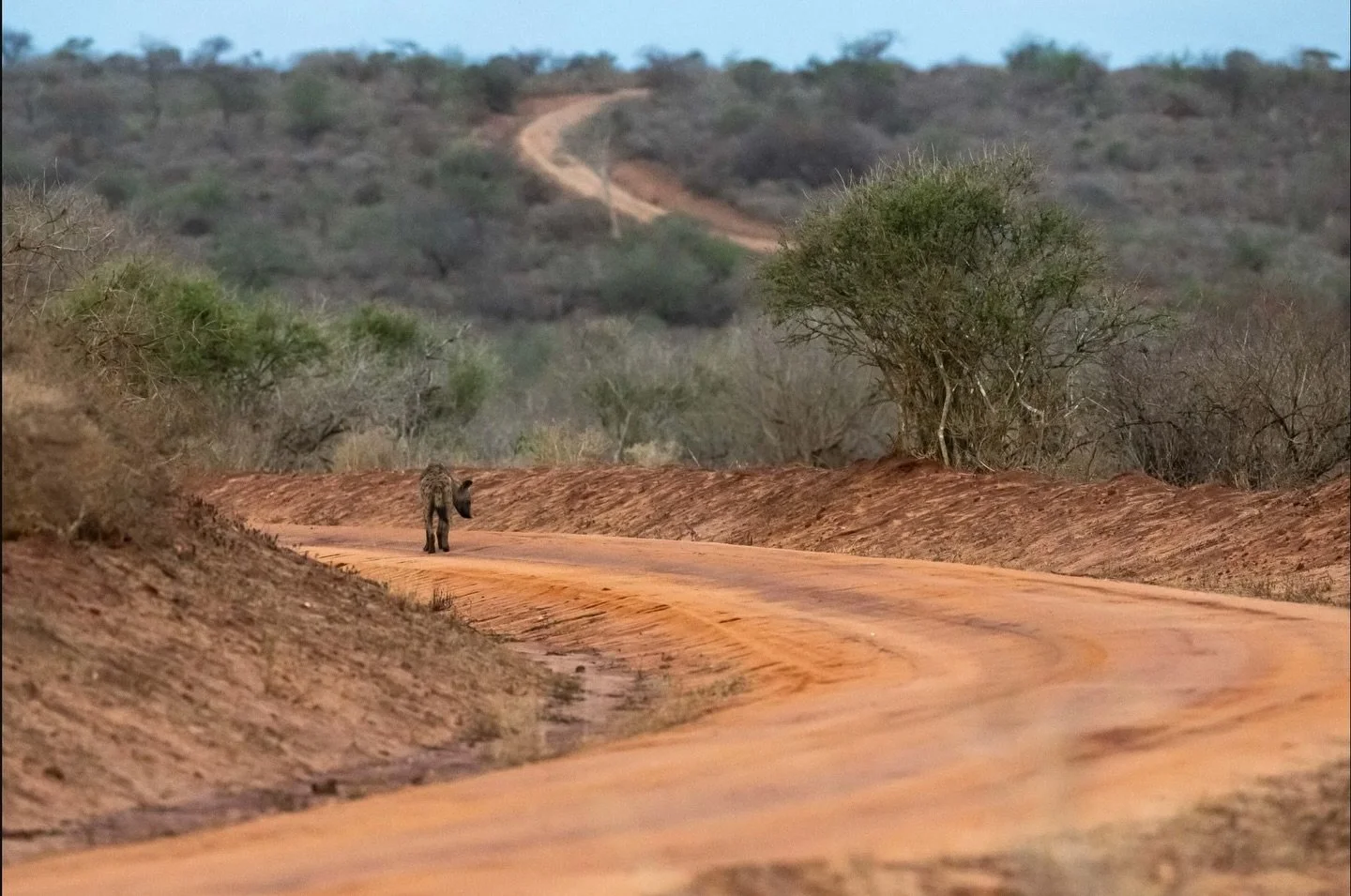 This week&rsquo;s blog post is about long term planning of trips and the excitement when they finally come about.  Head over to the link in my bio to have a read.  #blogpost #zambia #safariphotography #sheclicksnet