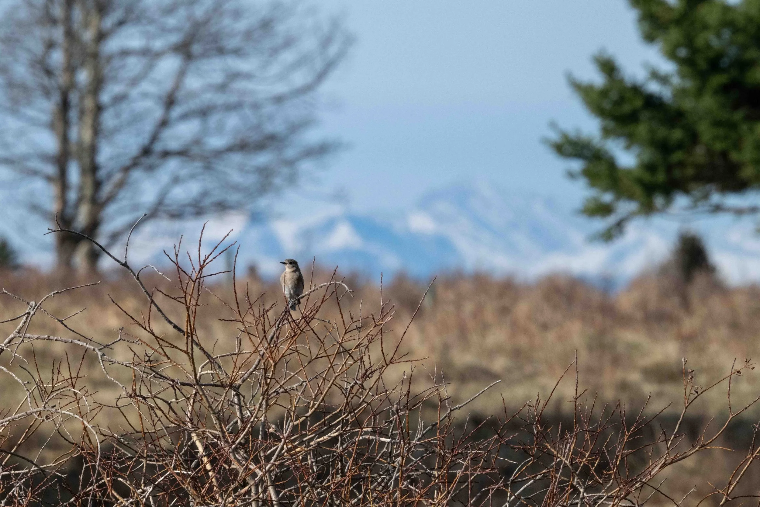 This year&rsquo;s mountain bluebird nesting season has begun and I&rsquo;m excited to see lots of activity this year.  I even managed to capture one against the Rocky Mountains.  Head to the link in my bio to have a read of the blog post.  #blogpost 