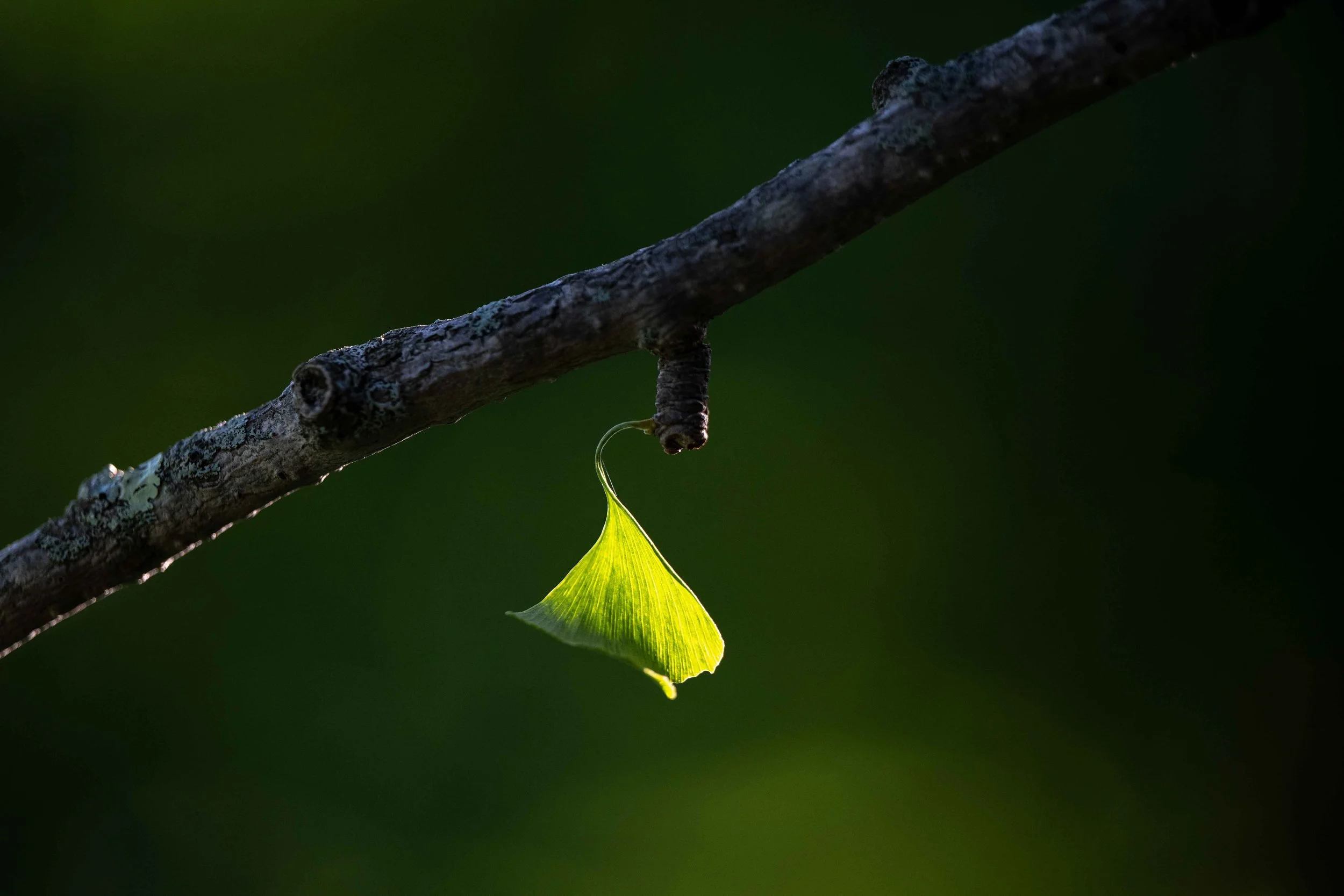 a sole ginkgo tree leaf in the morning sunlight