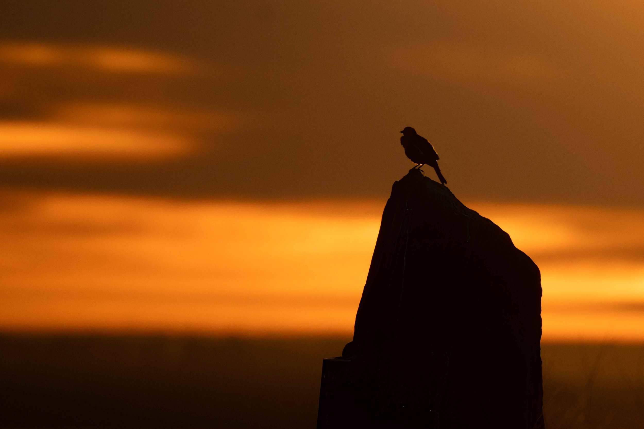 Yellow headed blackbird silhouetted against the morning sunrise