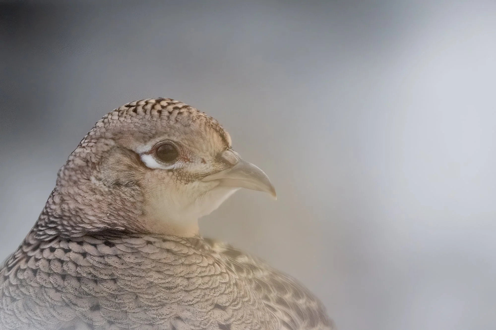 portrait - December 01 - IMG_00004.jpg