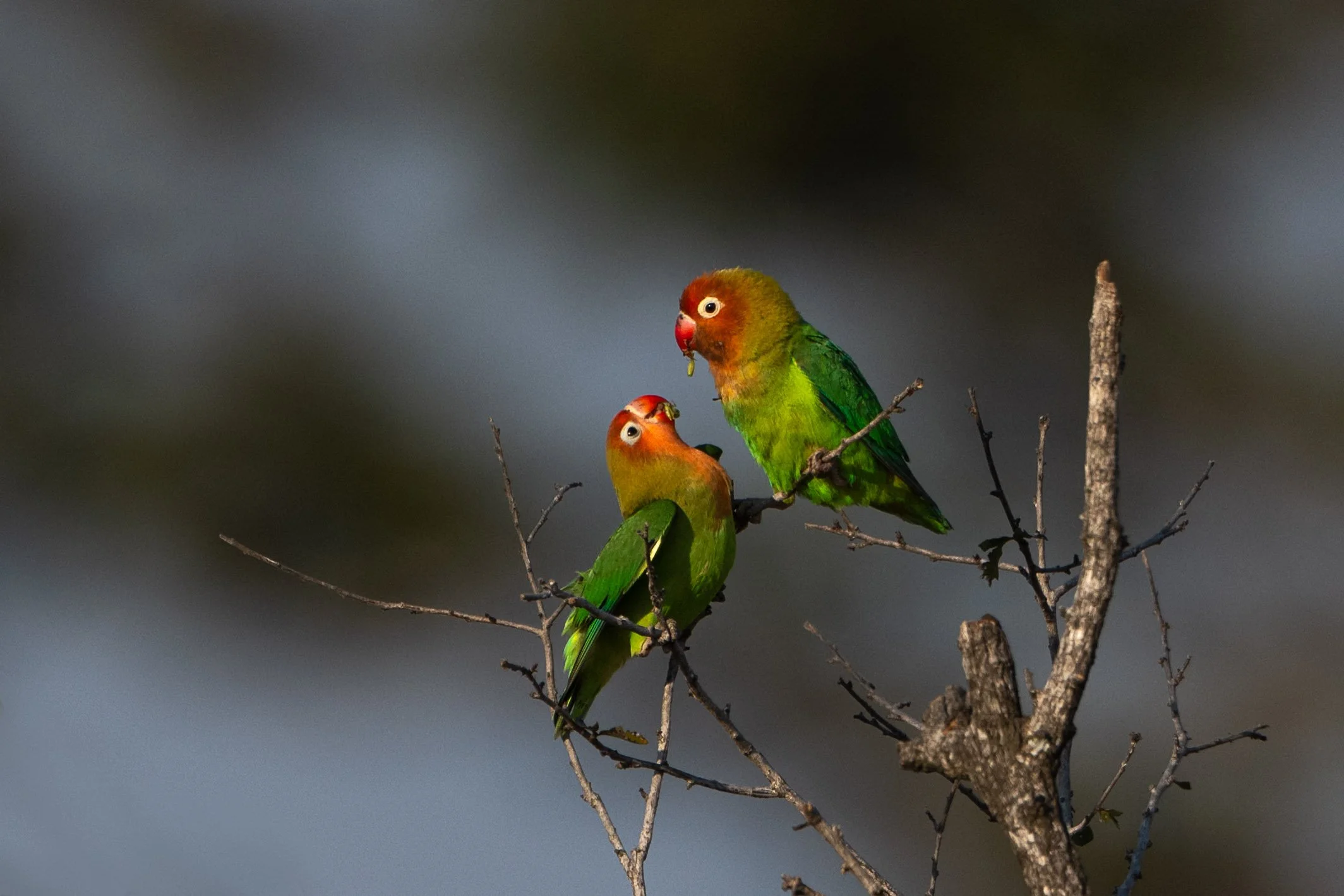 Birds of Zambia