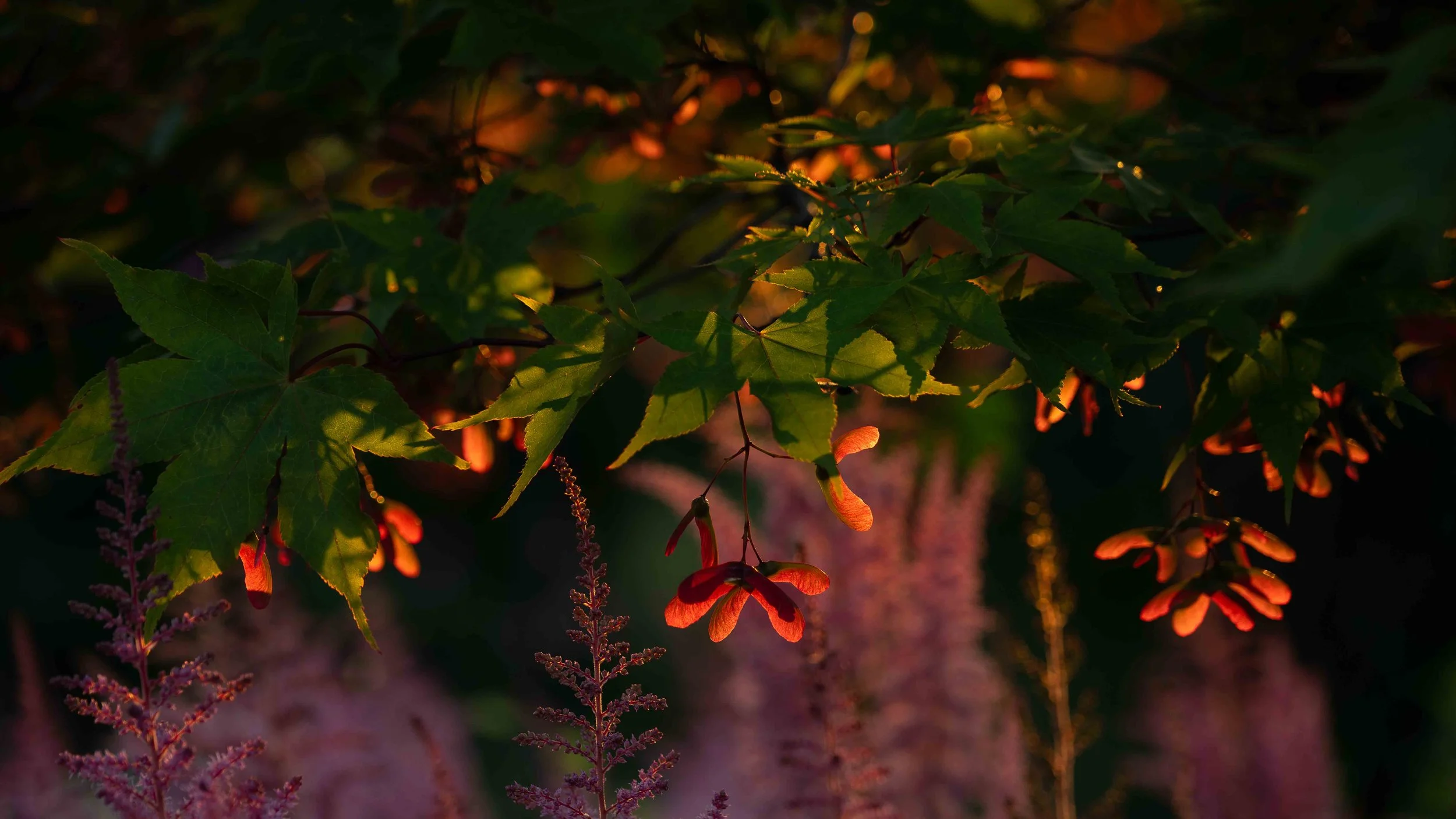 morning light at Kingsbrae