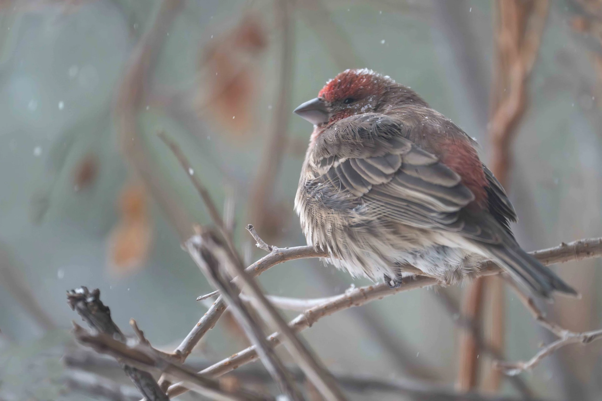 house finch fluffed up to stay warm
