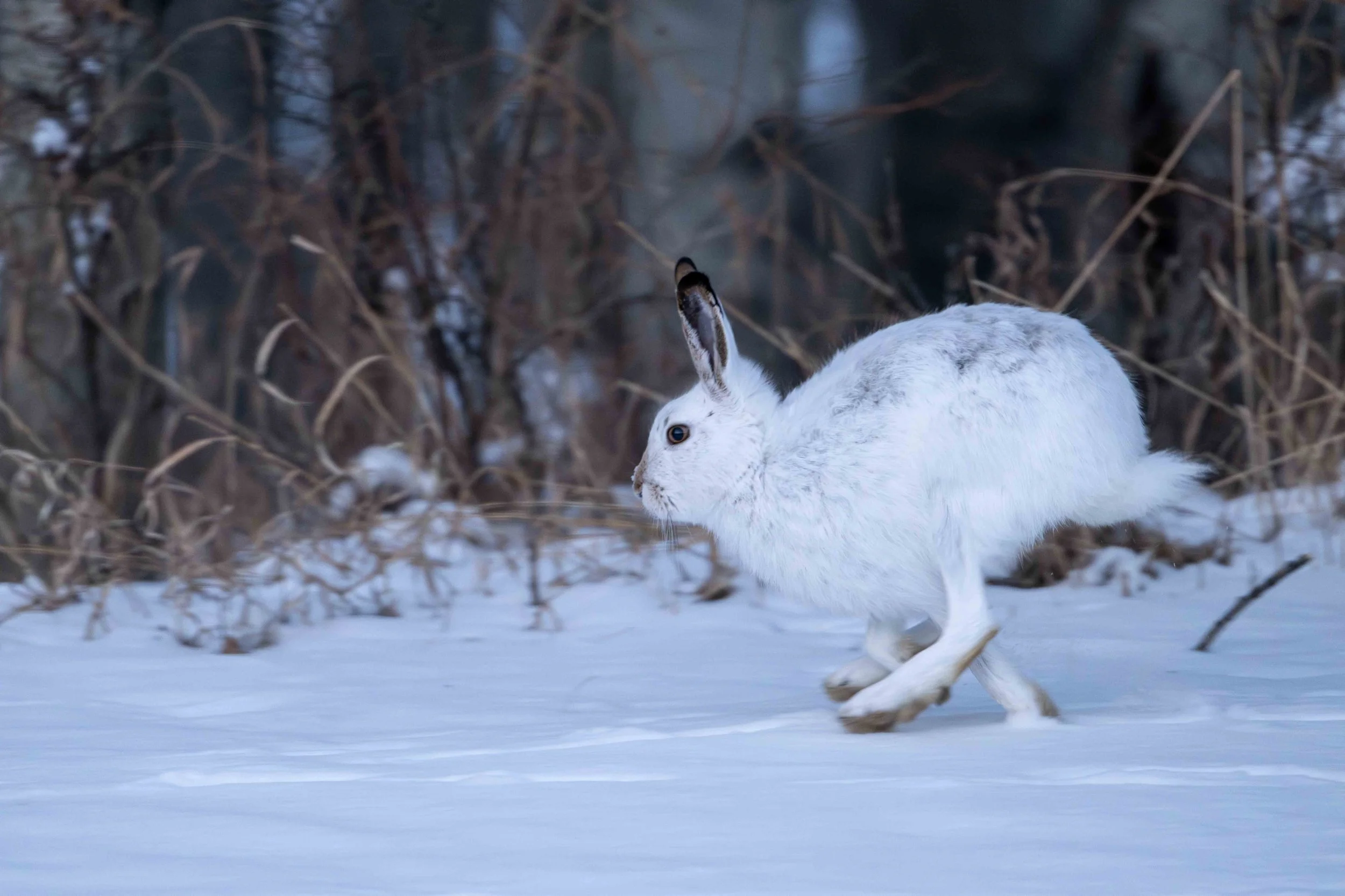 jackrabbit hopping along in the snow