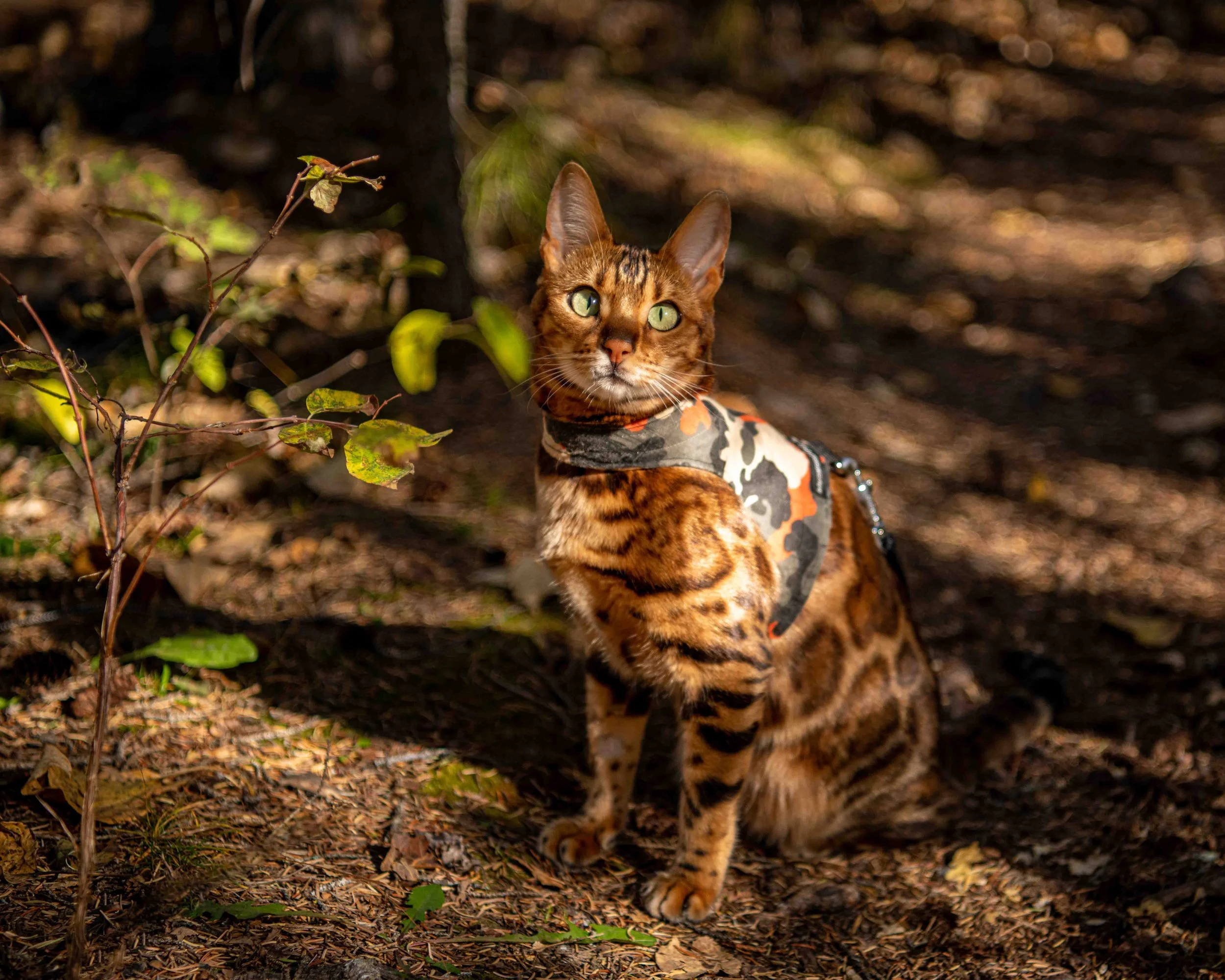 edited raw image using Lightroom