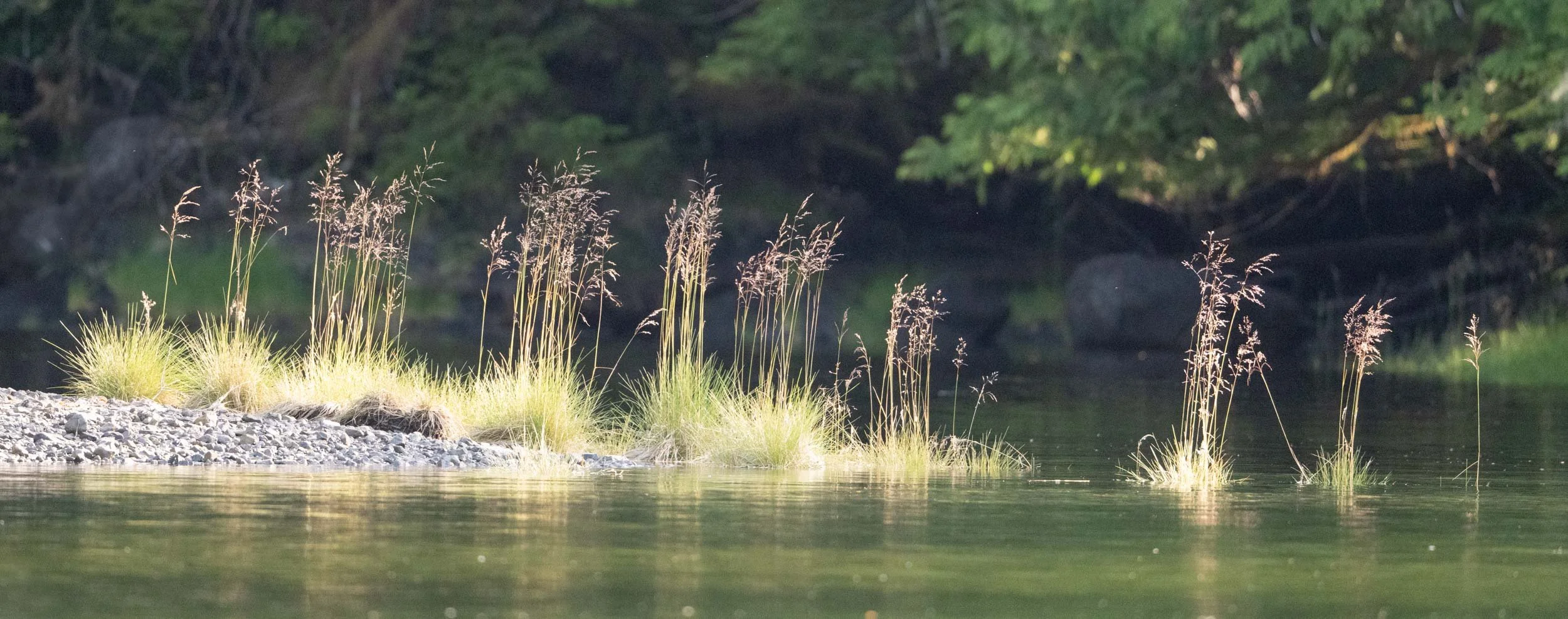 grasses at Haida Gwaii