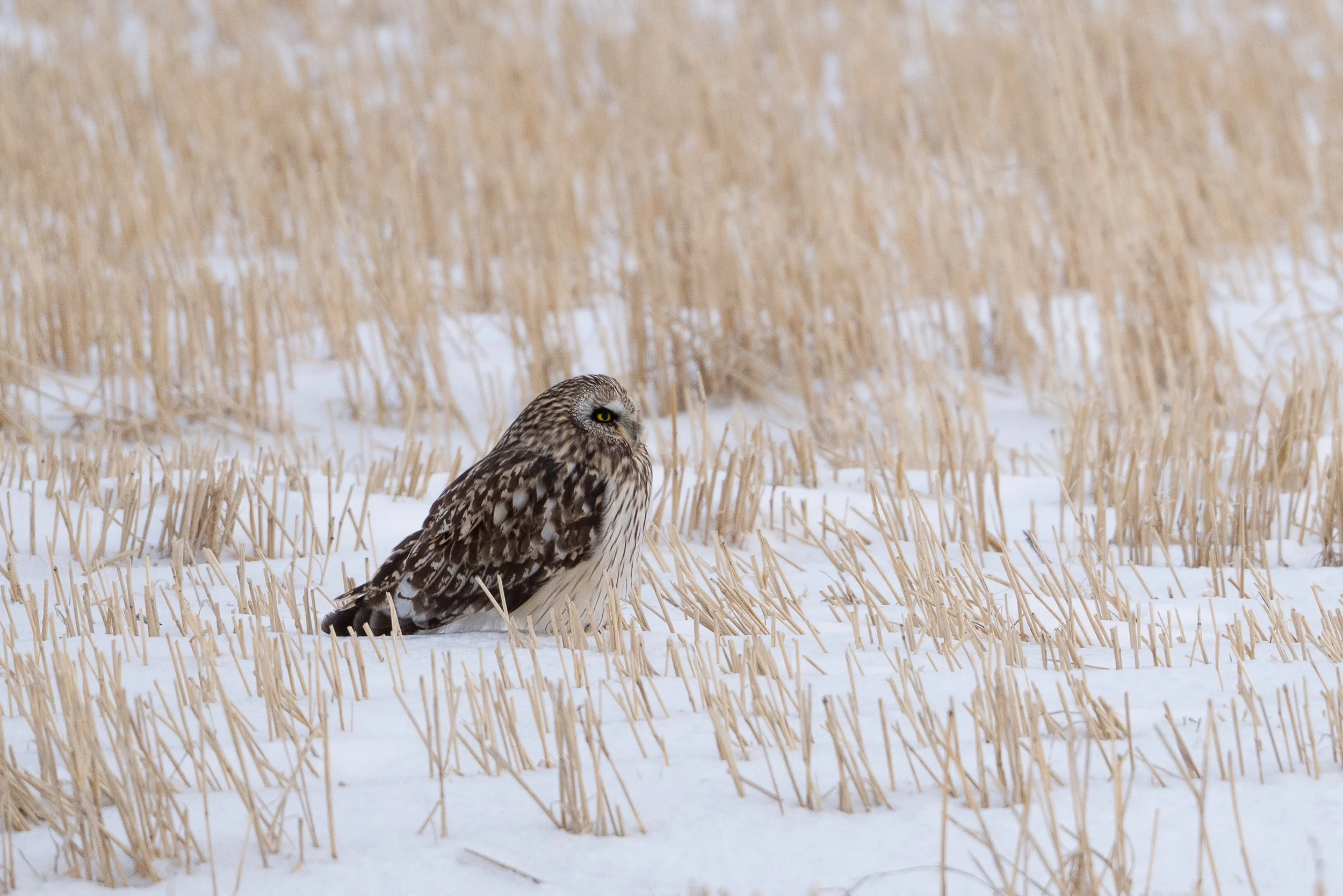 Singing Bowls, Salt Caves and Music