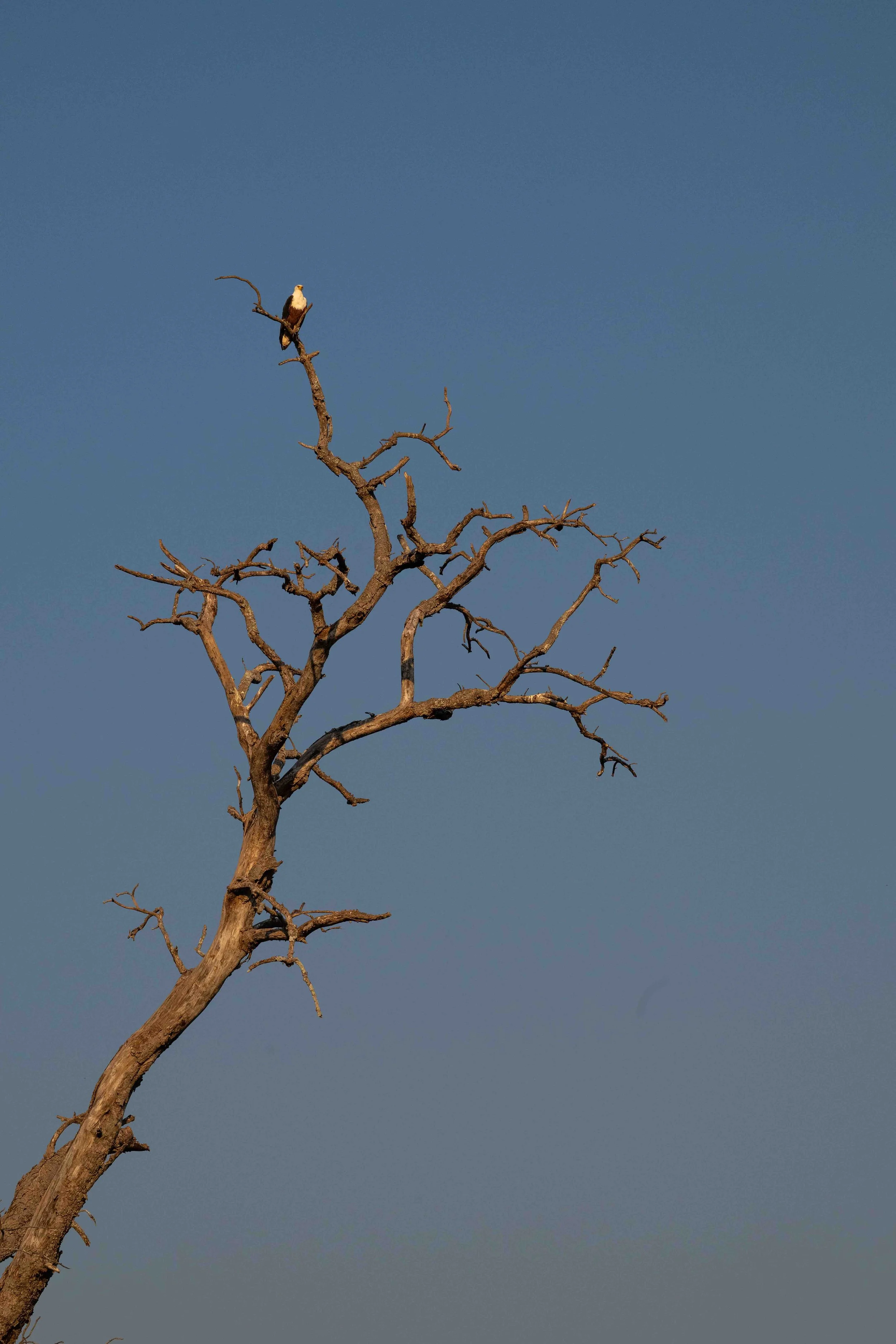 zambia - June 08 - IMG_00018.jpg