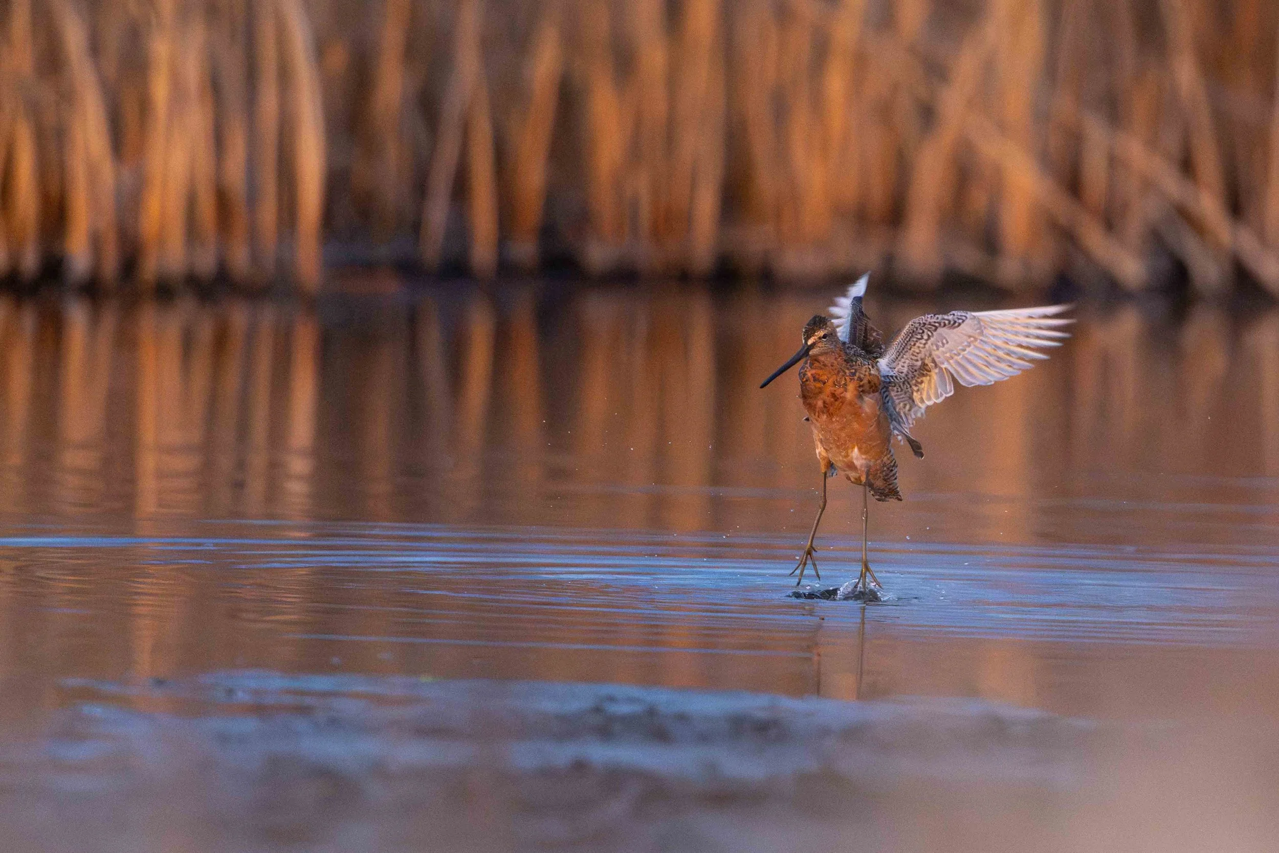 long billed dowitcher flapping its wings in the early morning light